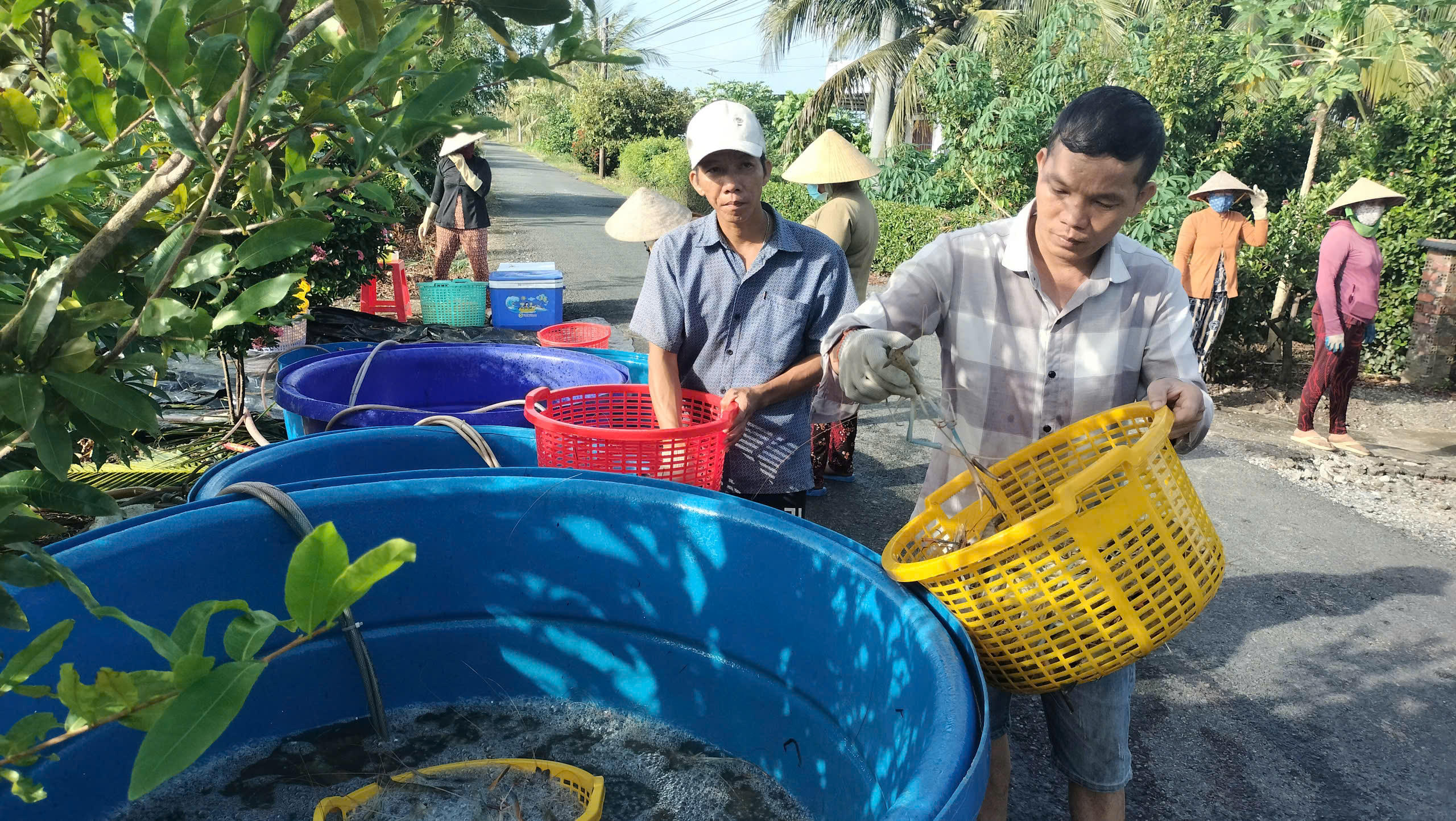 Thương lái vào tận nơi thu mua với giá từ 90.000-110.000 đồng/kg tôm sống, tùy kích cỡ. Ảnh: Nguyên Du