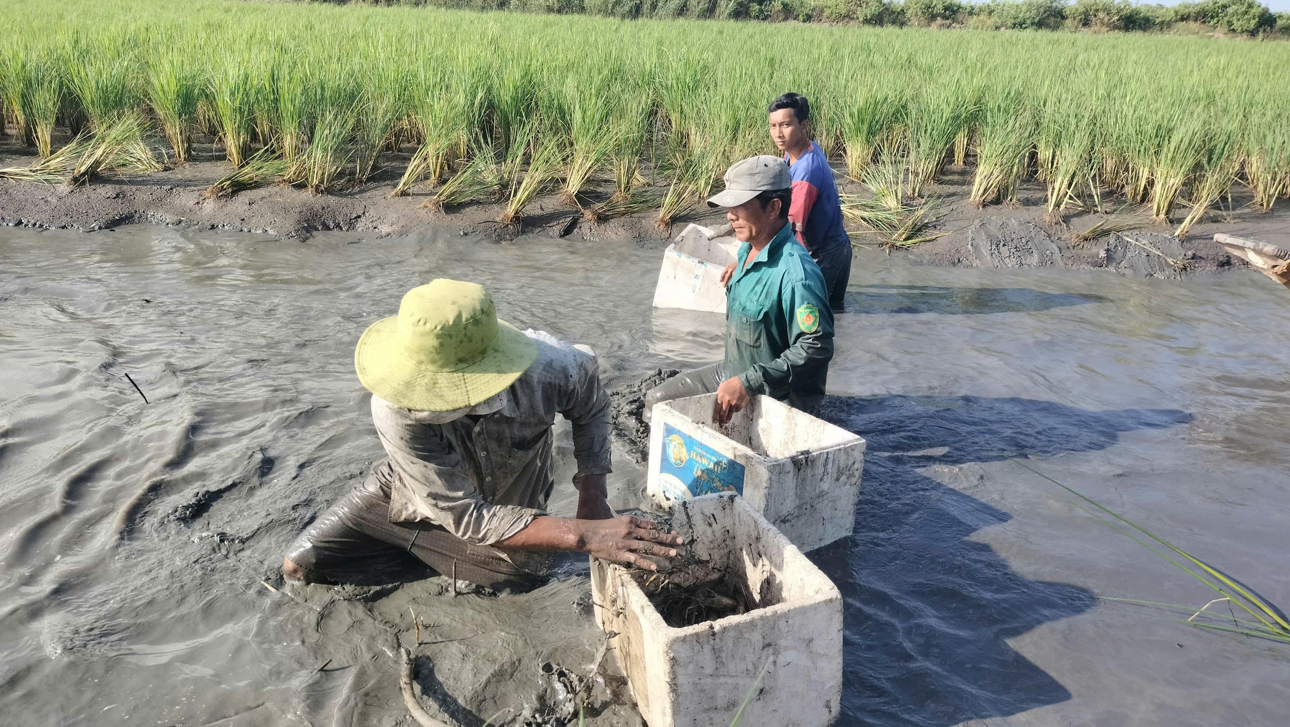 Sau hơn 5 tháng thả nuôi khoảng 40.000 con giống, gia đình thu hoạch được gần 400kg tôm mang lại thu nhập . thêm hơn 30 triệu đồng. Sau tôm là tới vụ thu hoạch lúa, ông không lo thiếu tiền ăn Tết.