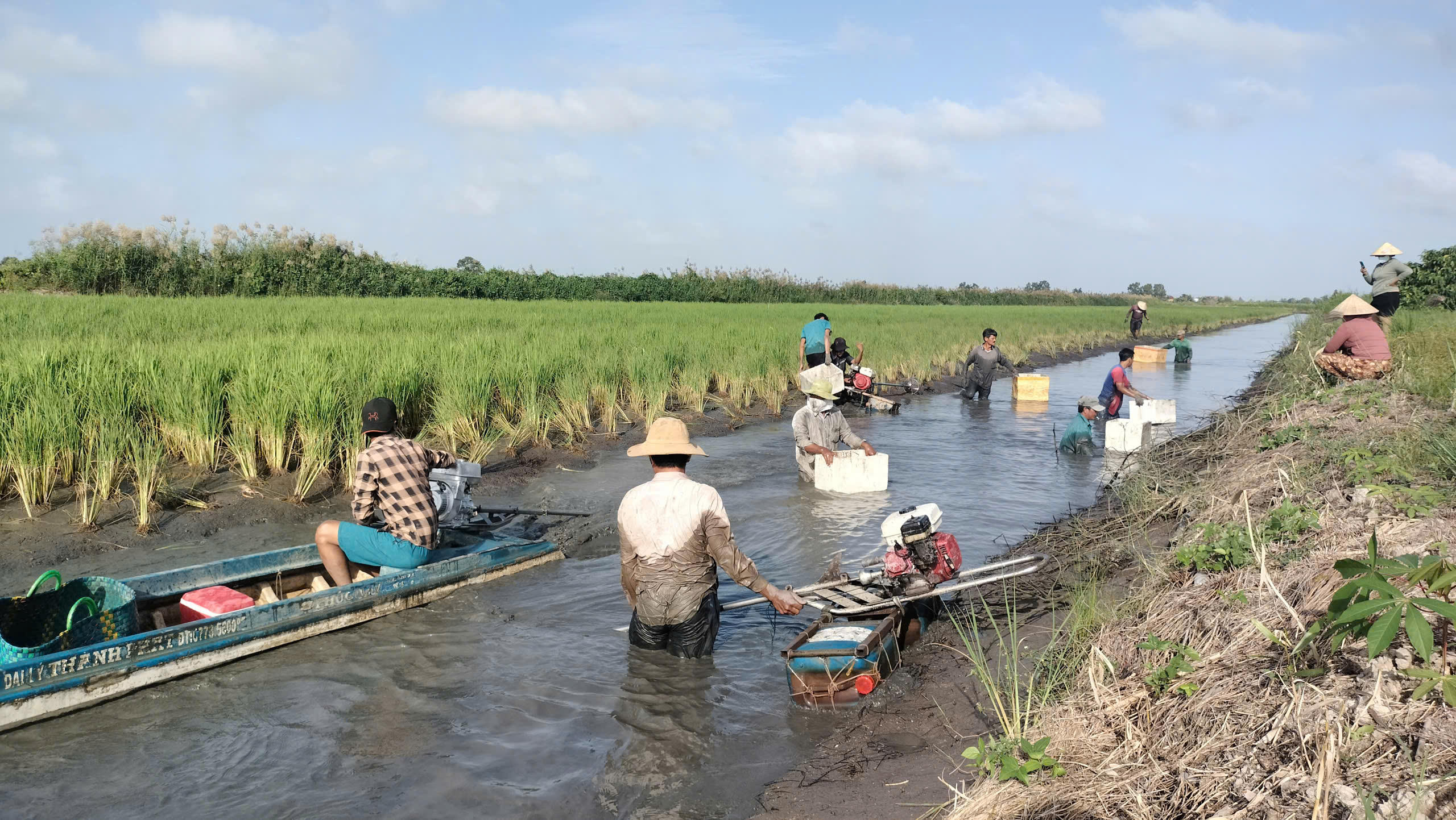 Để thu hoạch tôm càng, người dân bơm bớt nước trong vuông. Sau đó, người dân dùng máy quậy bùn đục dưới đáy vuông lên, . nước đục gây ngạt tôm sẽ tự động bơi lên và tấp vào mé bờ để thở, lúc này chỉ cần đi ven bờ vớt tôm. Ảnh: Nguyên Du