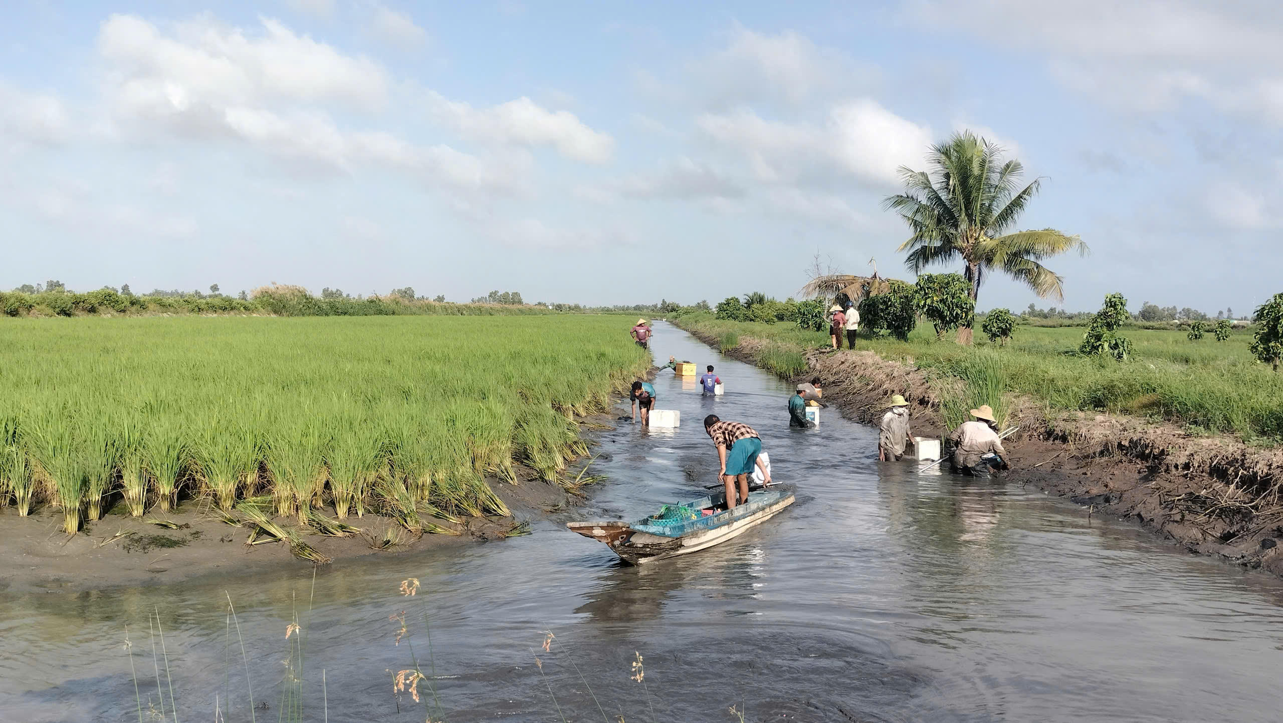 Tỉnh Cà Mau có diện tích nuôi tôm - lúa hơn 40.000 ha được nông dân thả nuôi luân canh hoặc nuôi ghép tôm càng xanh,.  tôm sú, thẻ chân trắng mang lại hiệu quả cao.