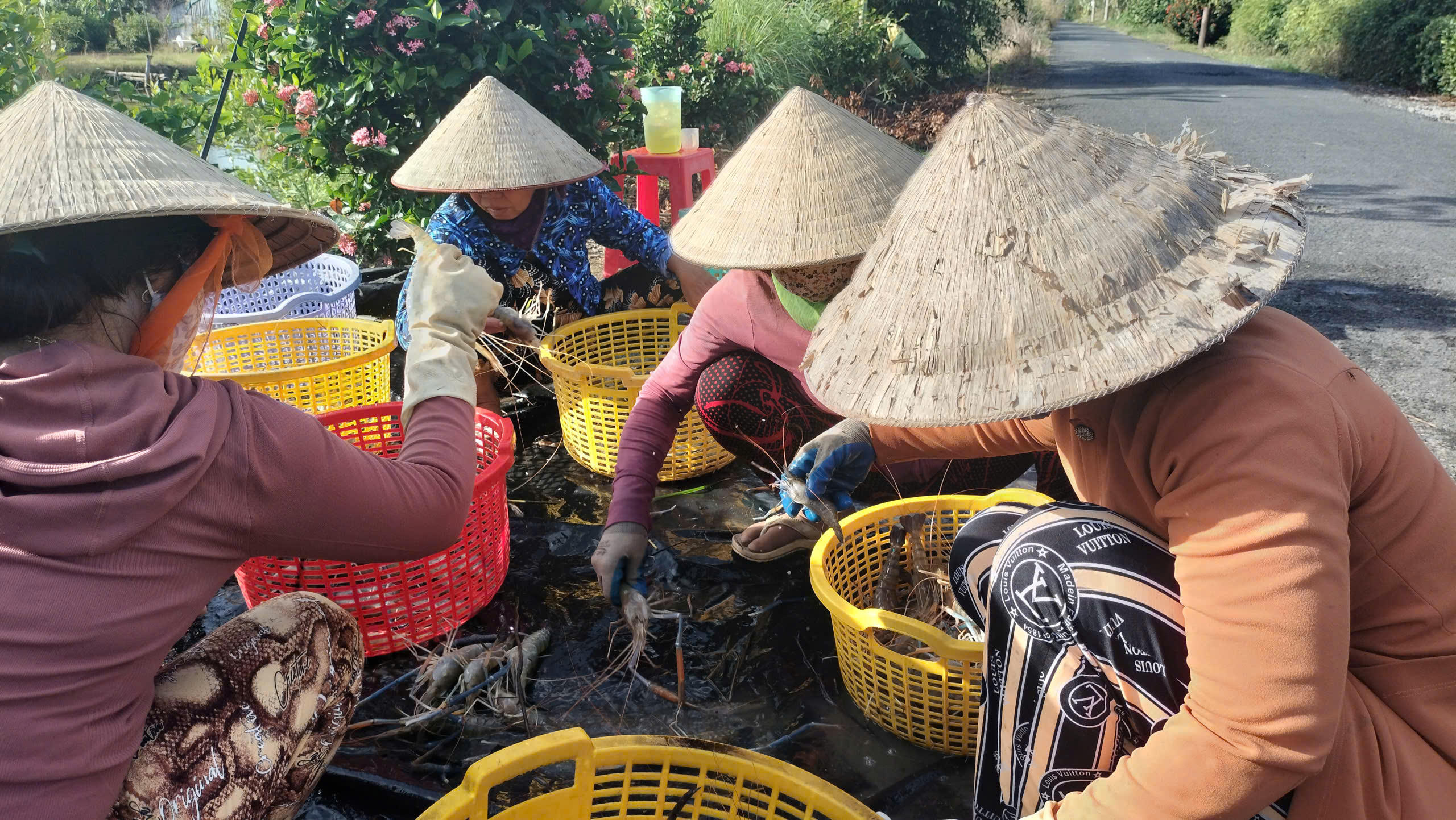 Mô hình "con tôm ôm cây lúa" đã mang lại nguồn thu nhập đáng kể cho người nông dân. Ảnh: Nguyên Du