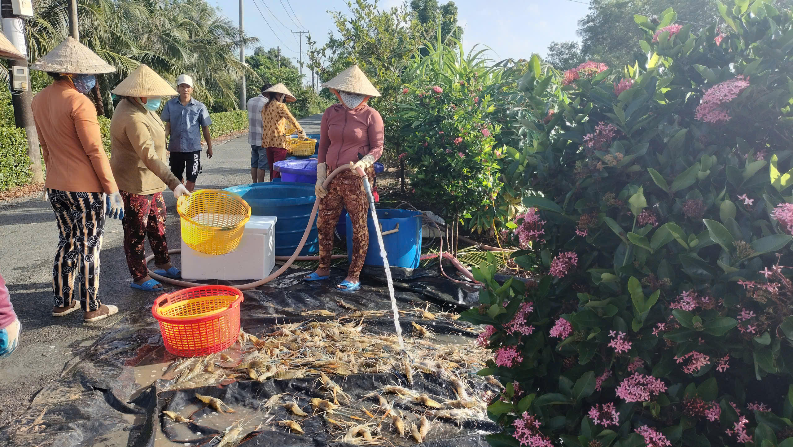 Người dân tập trung rửa sạch bùn trước khi phân loại tôm. Ảnh: Nguyên Du