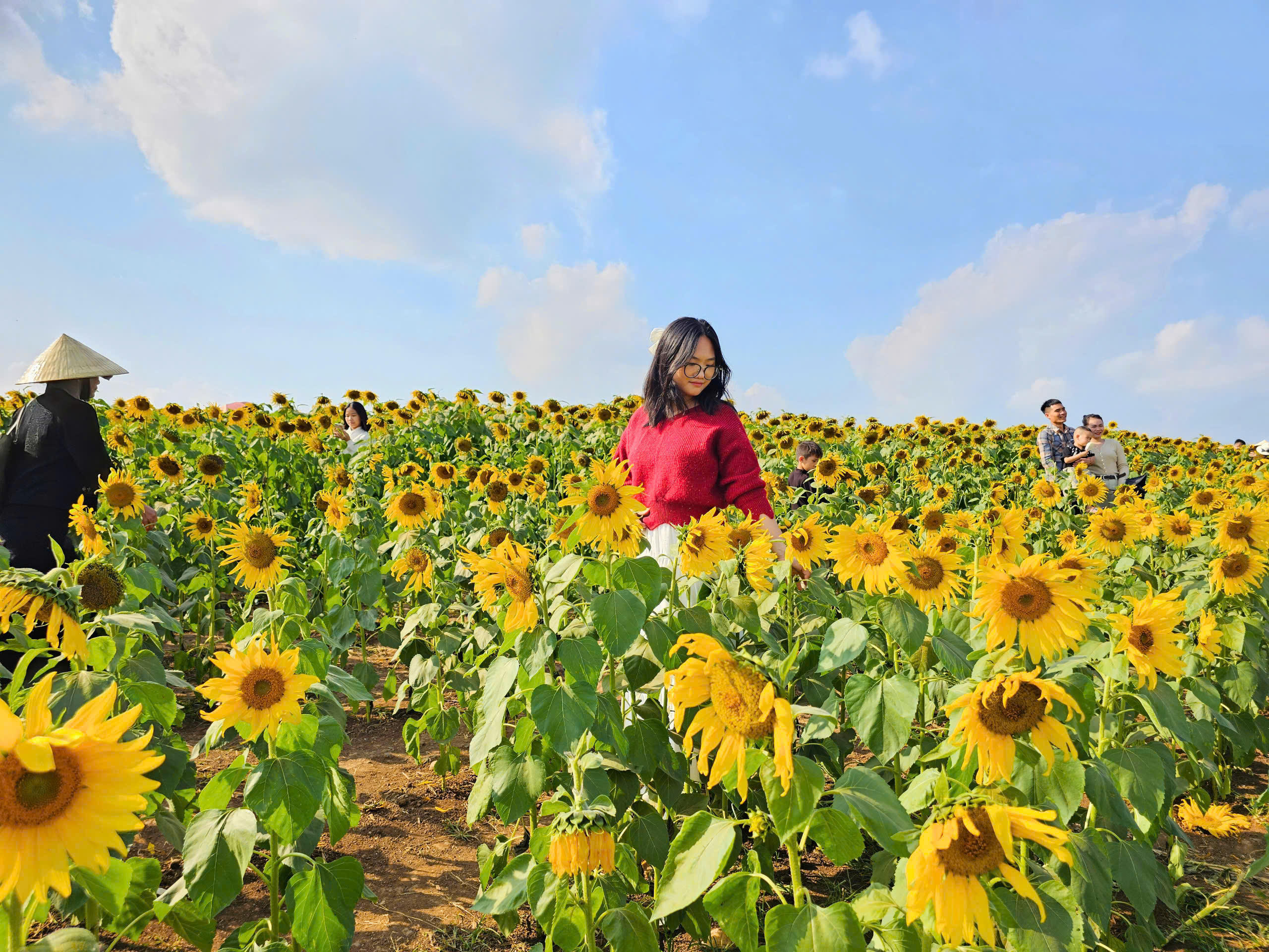 Một bạn trẻ tạo dáng bên những bông hoa vàng tươi. Ảnh: QT