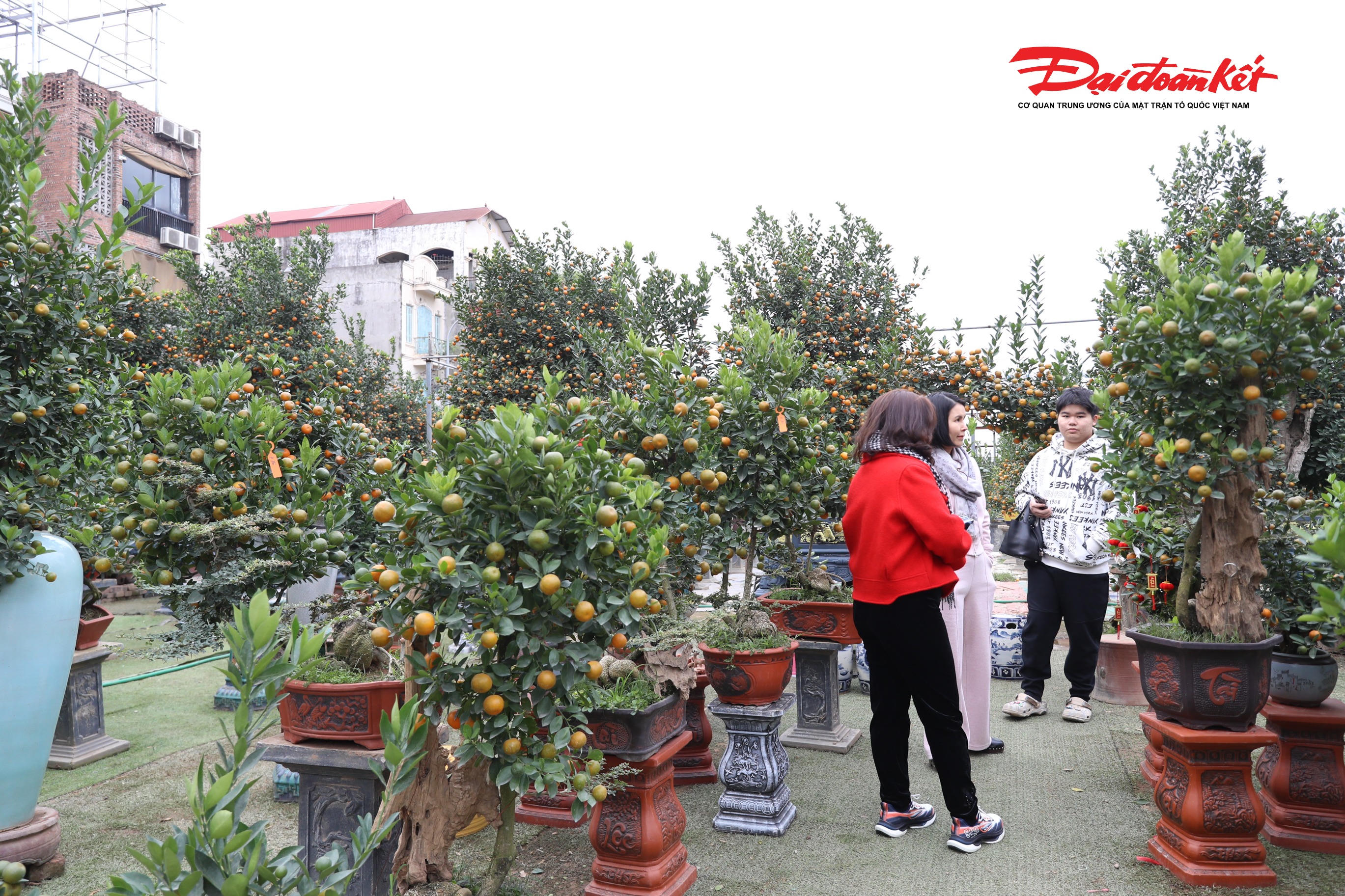 Nhiều người đã tìm về làng quất Tứ Liên để mua quất.