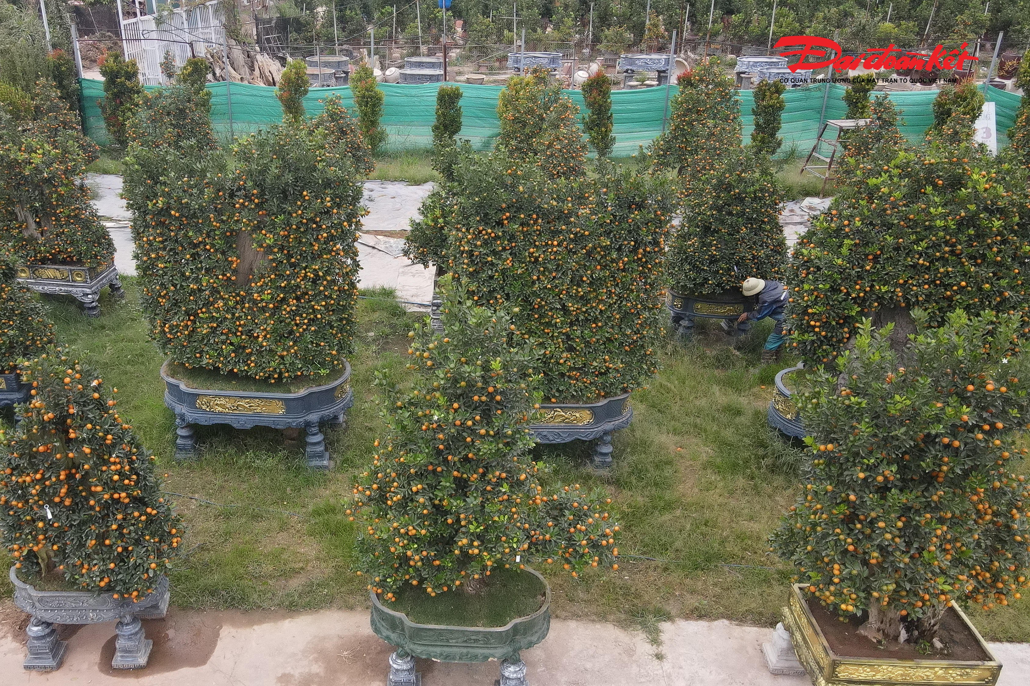 Chị Trang, chủ vườn quất cho biết, cây được phôi giống cách đây 5-7 năm trước, sau khi hoàn thành cây có lộc trổ đều phía trên ngọn, mang hơi hướng tính nhân sinh quan. Ý nghĩa của tác phẩm là sự trường tồn của thời gian thấm vào gỗ lũa, là sự kết tinh, đơm hoa kết trái. Giá bán khoảng 60 triệu đồng.

. 