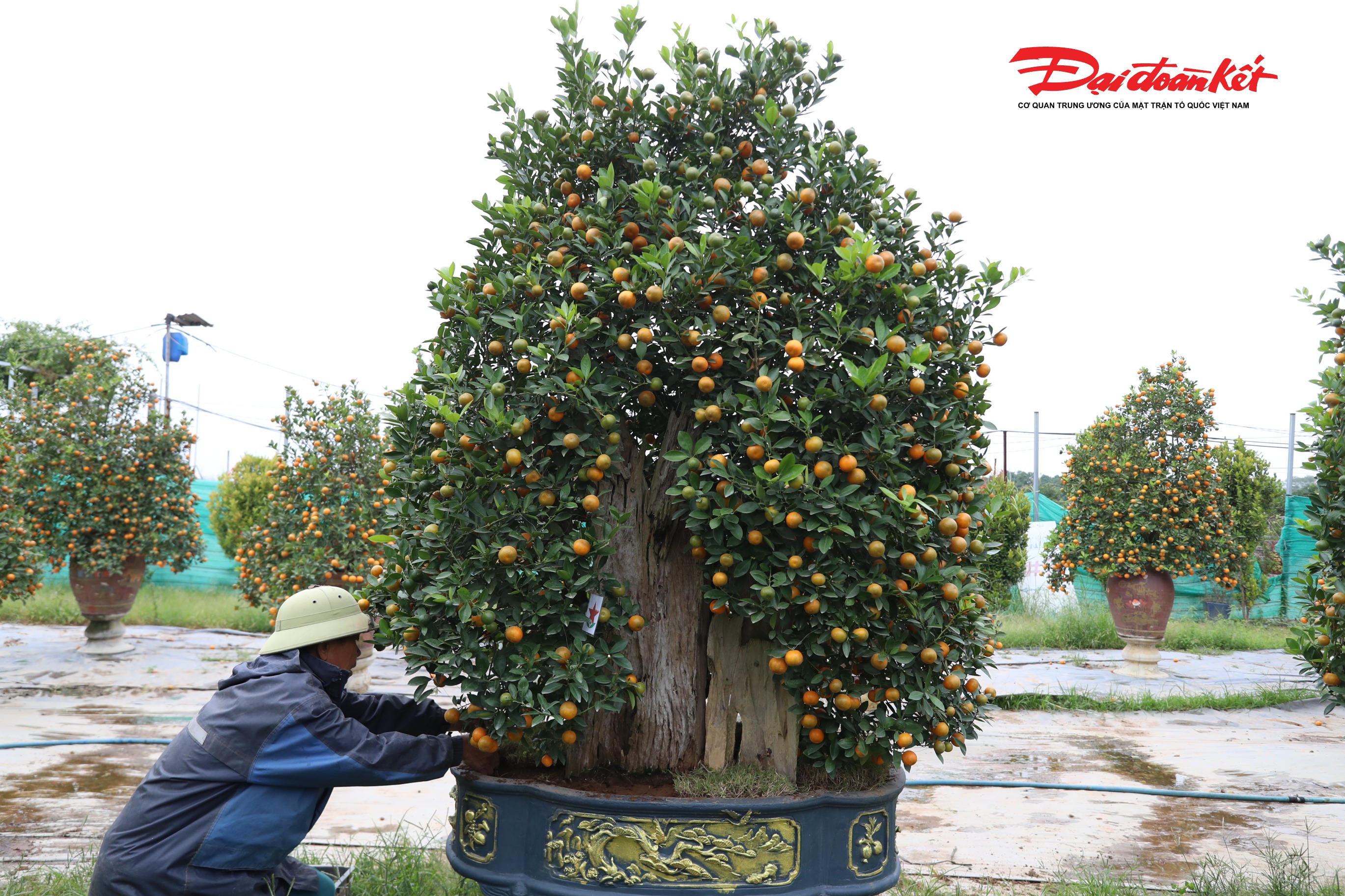 Theo ghi nhận của PV Báo Đại đoàn kết, những ngày cận Tết Nguyên đán, làng quất Tứ Liên trở nên nhộn nhịp, bên cạnh những chậu quất truyền thống trĩu quả vàng óng, năm nay thị trường đặc biệt thu hút sự chú ý bởi dòng quất gỗ lũa có giá lên tới hàng chục triệu đồng mỗi cây.. 