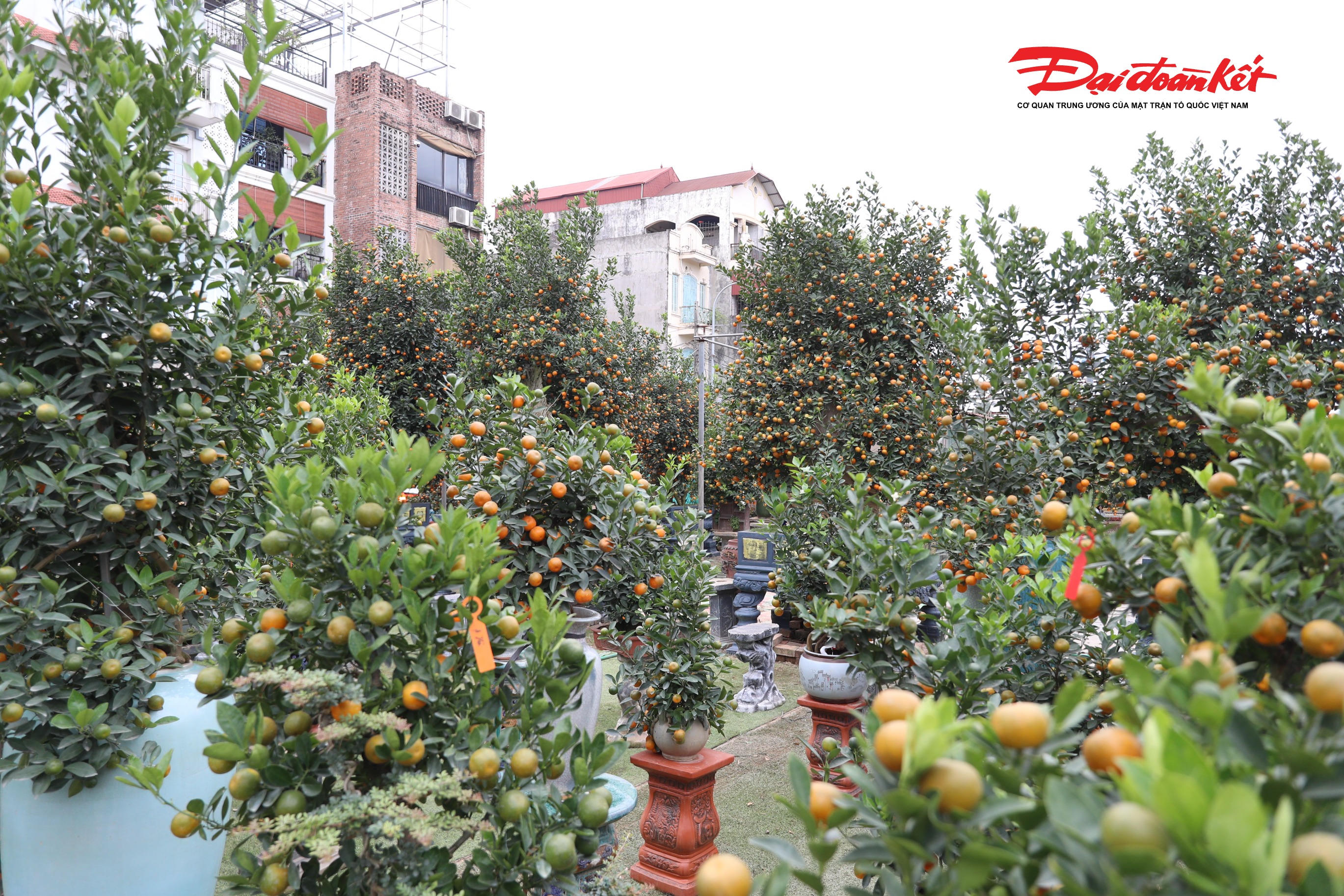 Một chậu quất đẹp hút khách thường có quả vàng, quả xanh, hoa, và lộc.