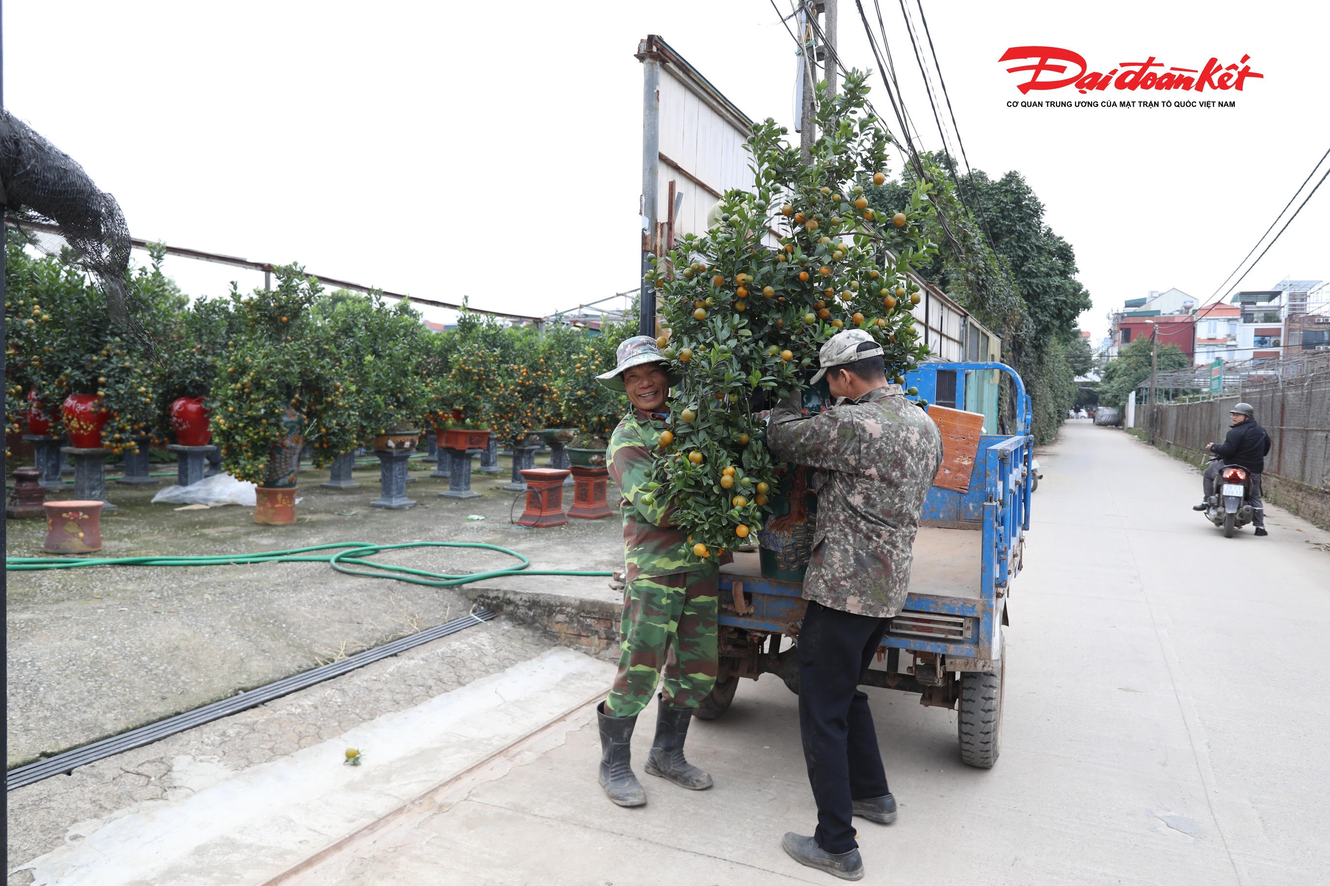 Những vườn quất bắt đầu ngả vàng đã được chuyển vào bình, chậu và tạo thế, sẵn sàng cung ứng ra ngoài thị trường.