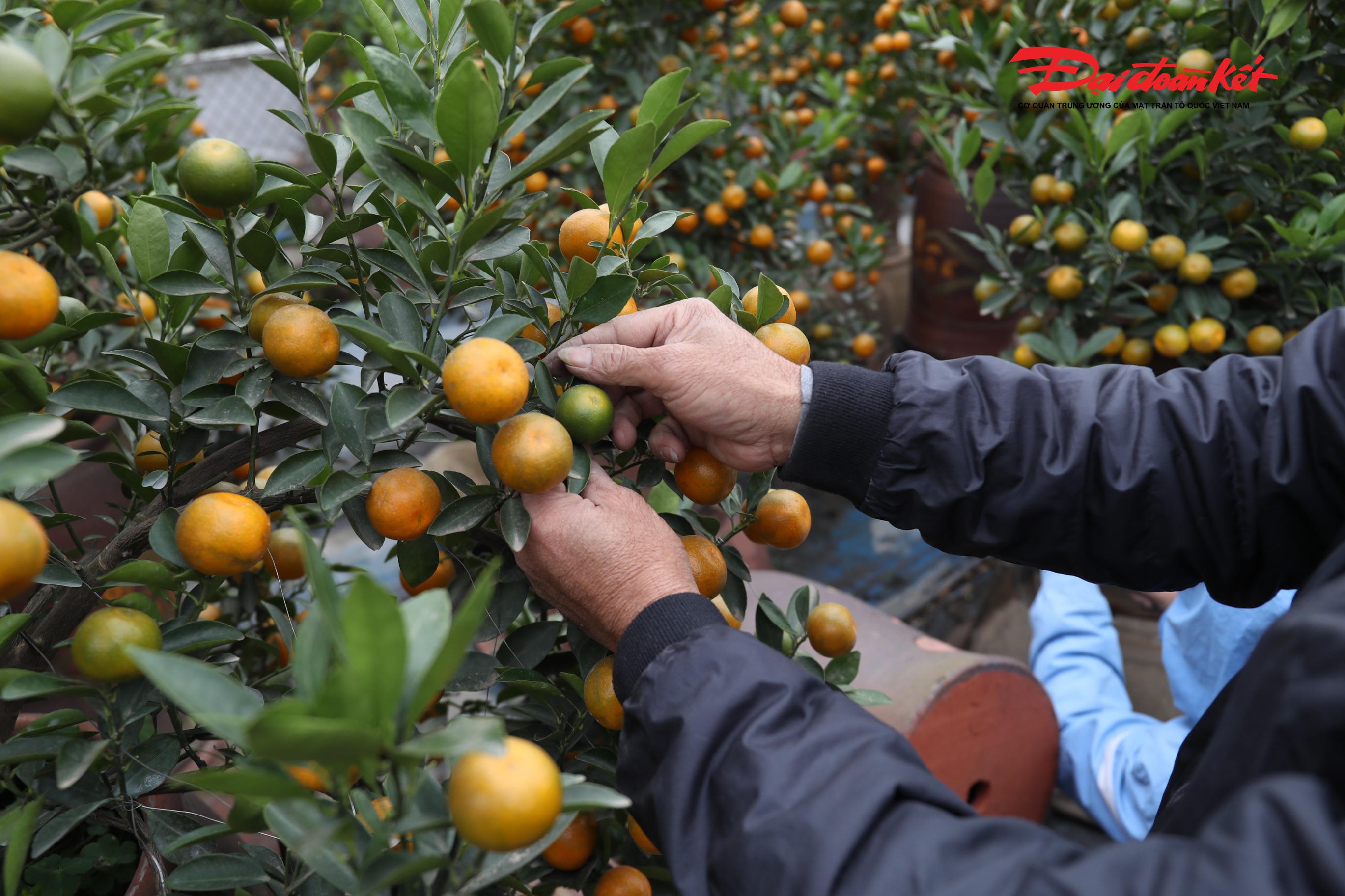 Từng chậu quất, được người dân dùng dây thép tạo dáng.