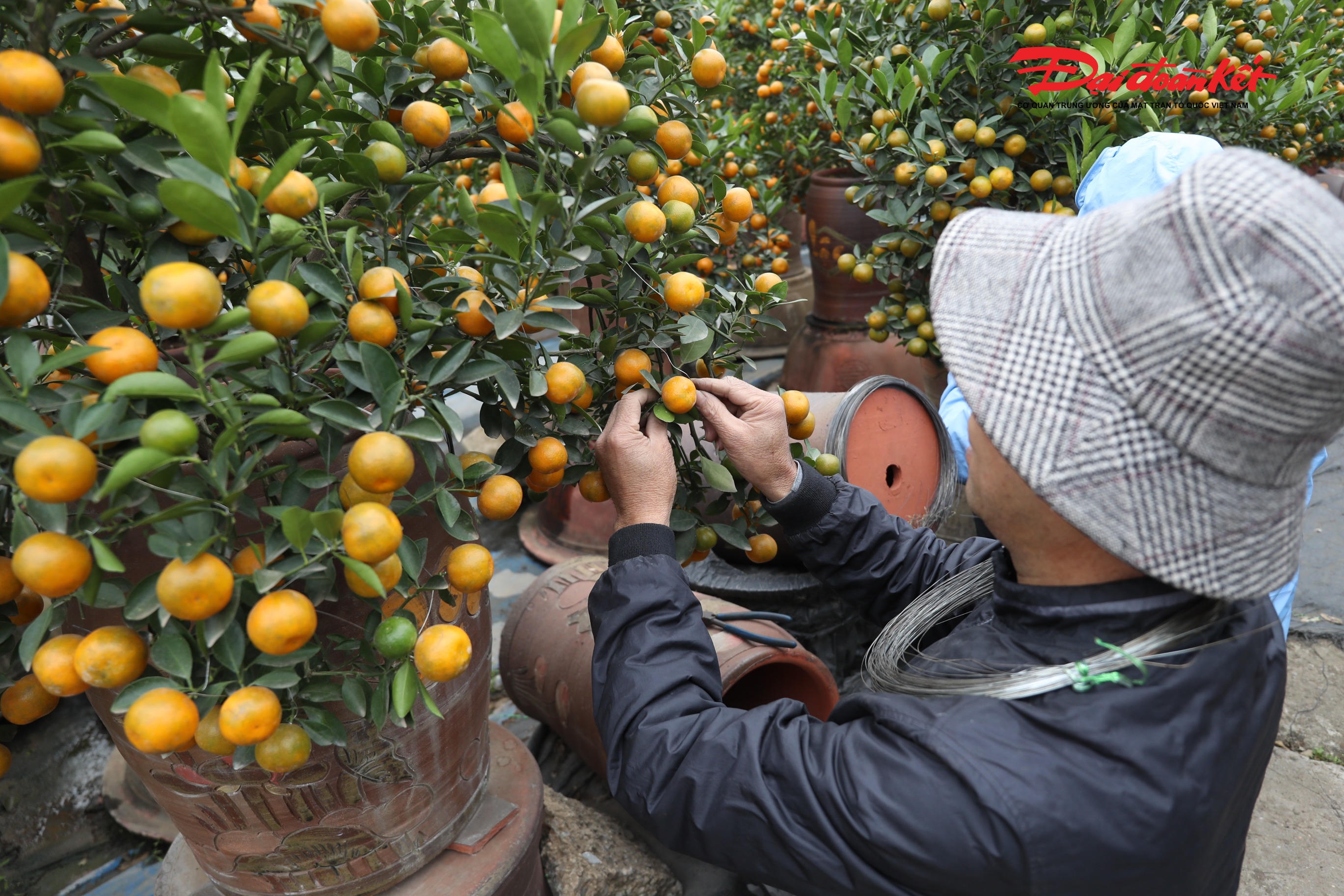 Người dân tất bật cắt tỉa, chăm sóc quất chuẩn bị vào vụ Tết.
