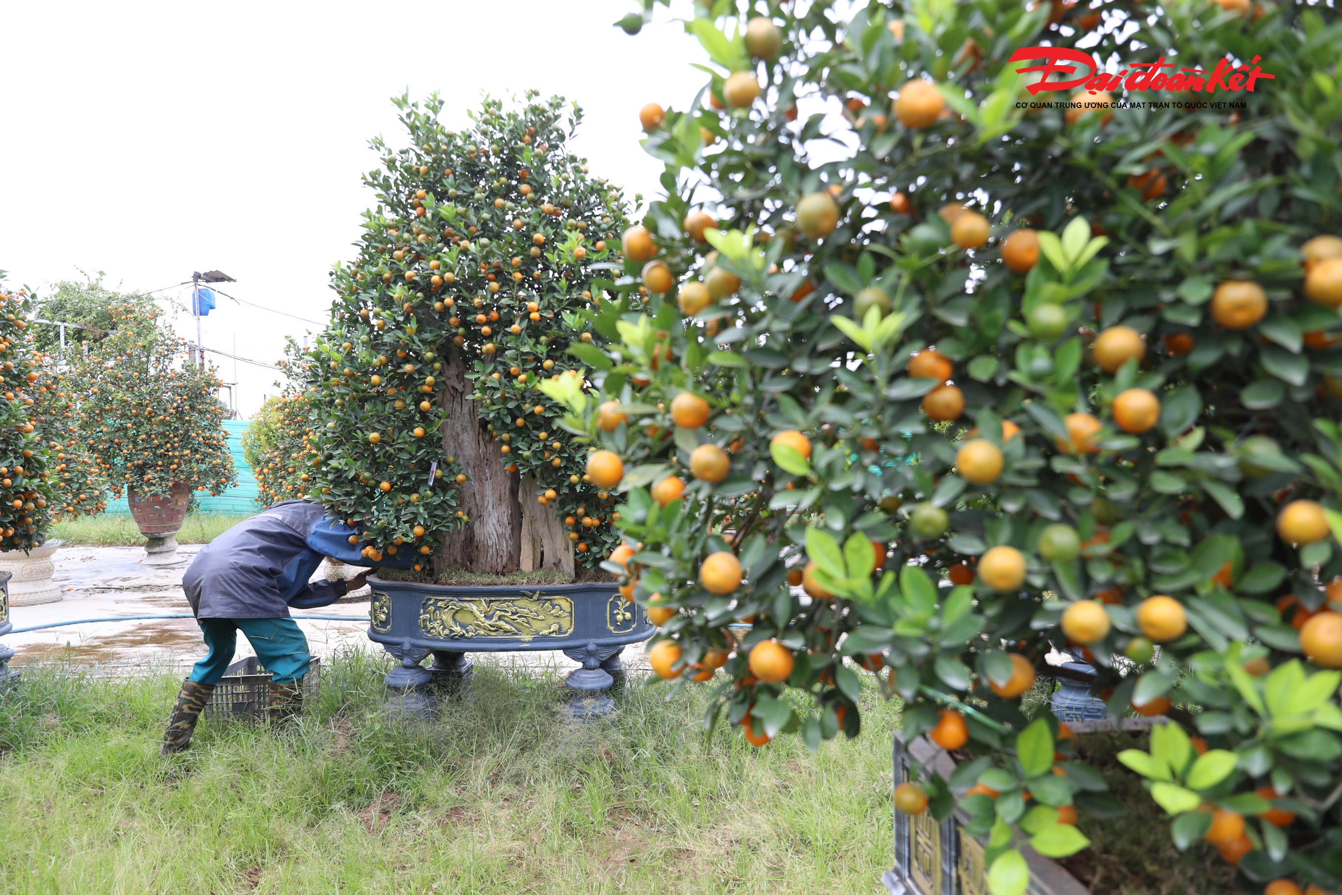 Lý giải vì sao giá quất lũa lại cao hơn so với hàng truyền thống, chủ vườn quất cho biết, để hoàn thiện một cây quất gỗ lũa, phải mất vài năm. Gỗ lũa được tuyển chọn kỹ lưỡng, xử lý chống mối mọt, sau đó tạo dáng phù hợp với thế cây. Việc ghép quất lên gỗ đòi hỏi kỹ thuật cao để cây sinh trưởng ổn định, cho quả đều, đẹp đúng dịp Tết.