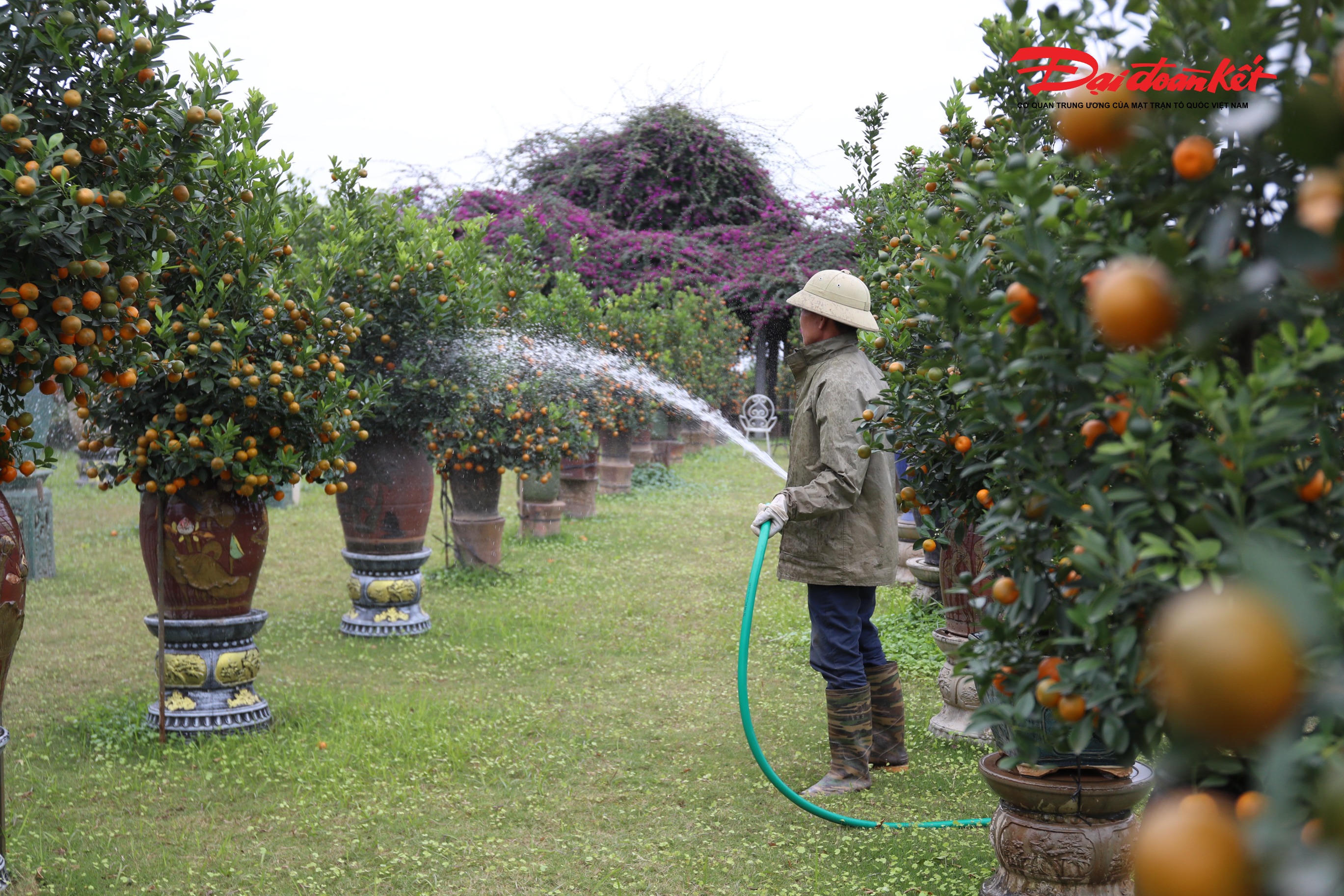 Từng quả quất, to tròn, căng mọng chuẩn bị chuyển màu.
