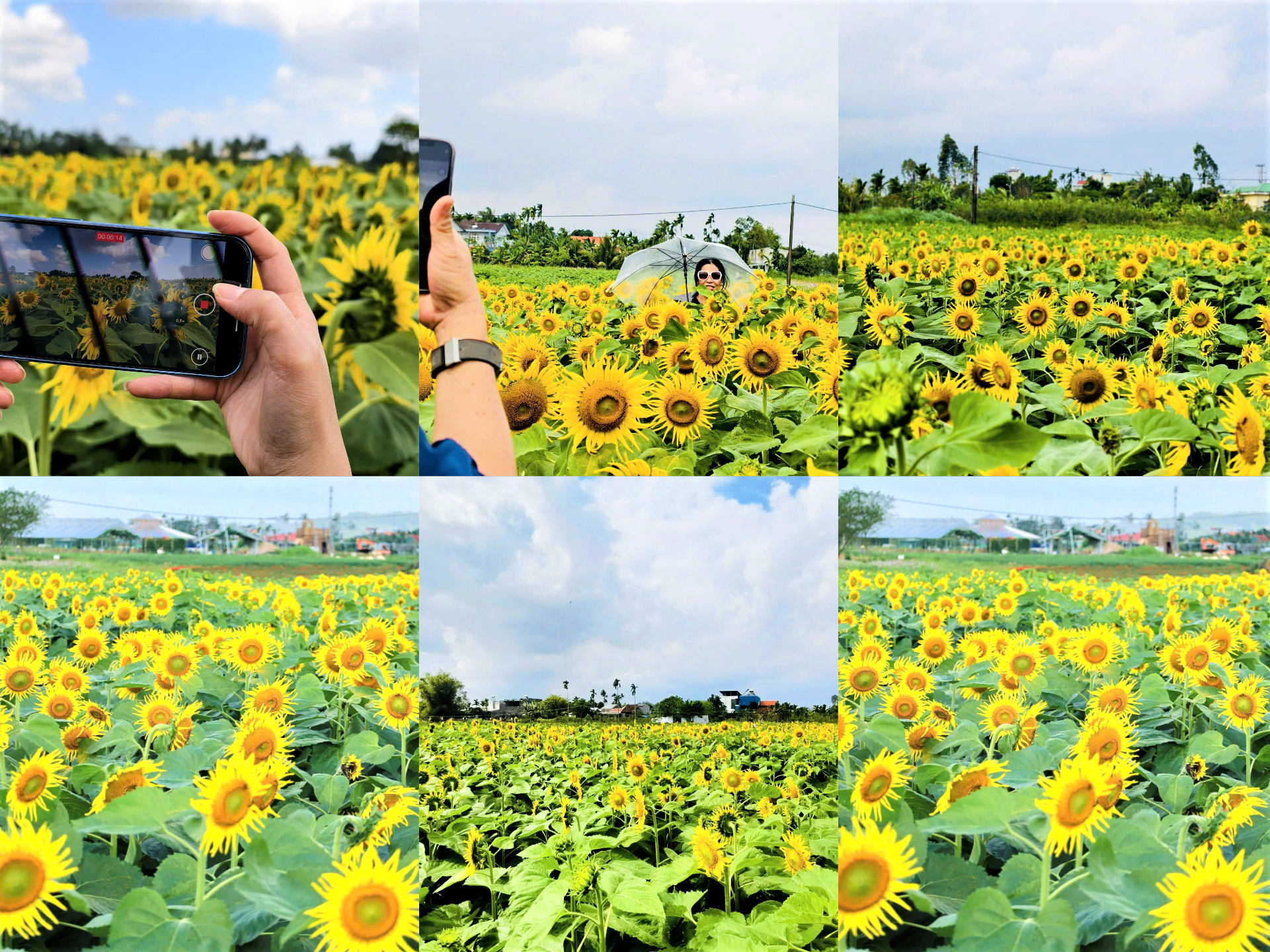 Một góc cánh đồng hoa hướng dương. Ảnh: CV.