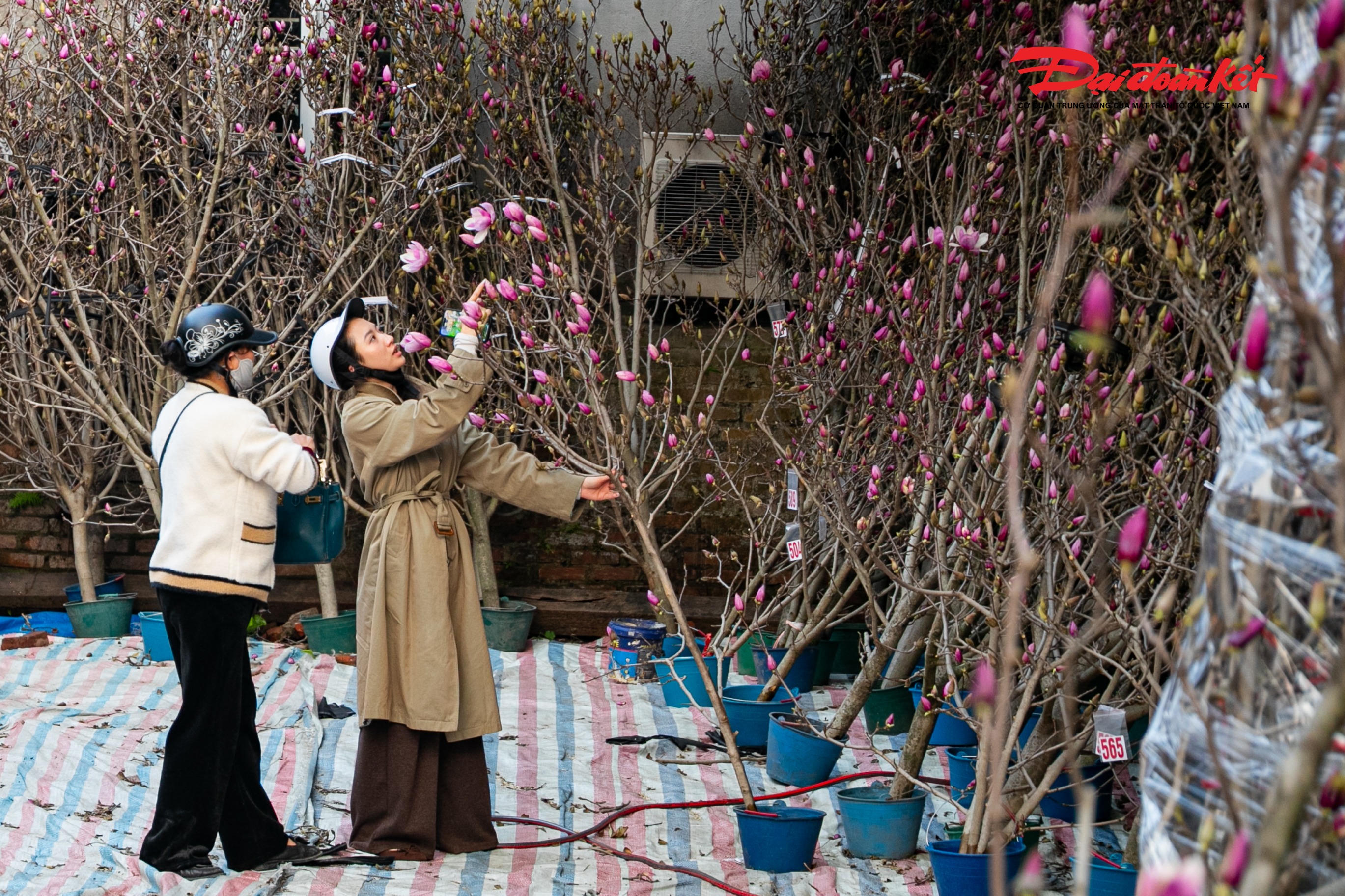 Ngoài các loại hoa, cây cảnh quen thuộc, thị trường Tết năm nay ghi nhận sự góp mặt của hoa mộc lan nhập khẩu từ Trung Quốc.