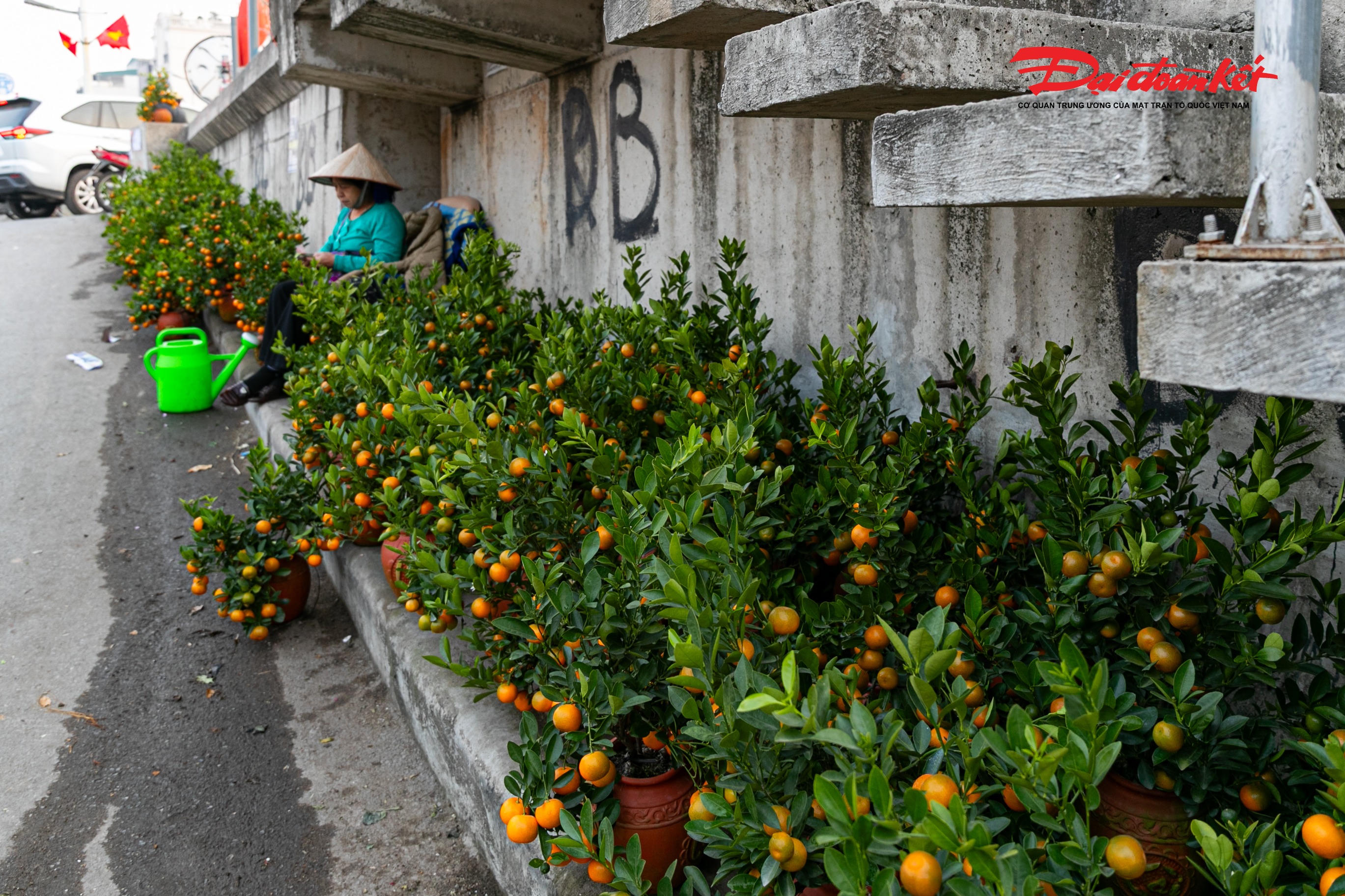 Hàng trăm chậu quất mini cũng bắt đầu "xuống phố".