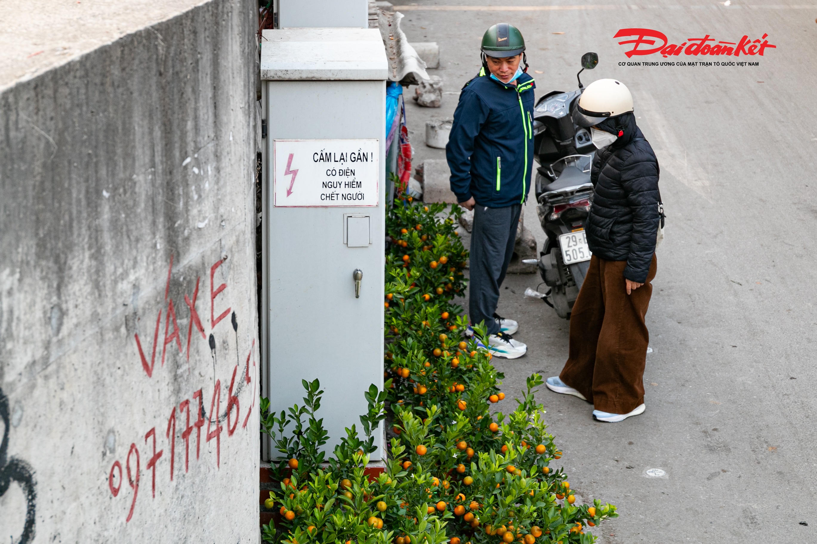 Mỗi chậu quất có giá từ 200.000 - 500.000 đồng/chậu tùy vào độ đẹp.