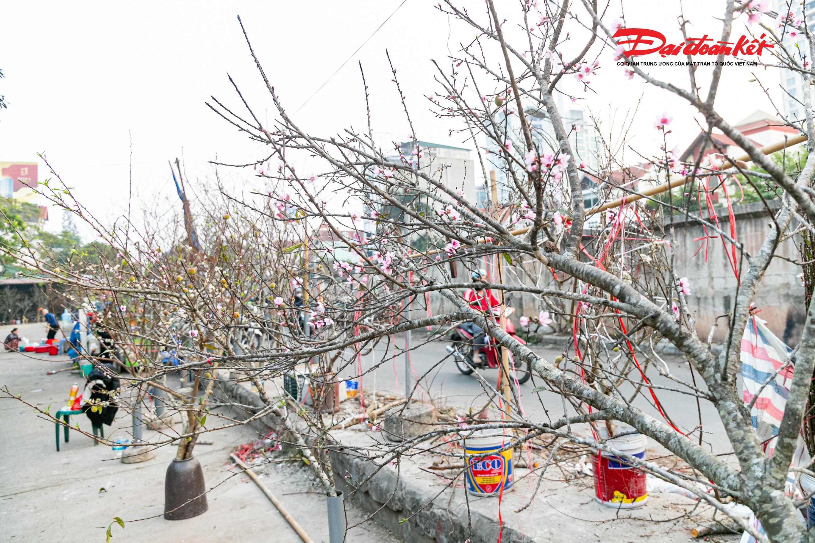 Ngoài ra, đào rừng được nhập về từ Lạng Sơn, Mộc Châu, Lào Cai và bày bán với giá 200.000 - 500.000 đồng/cành.