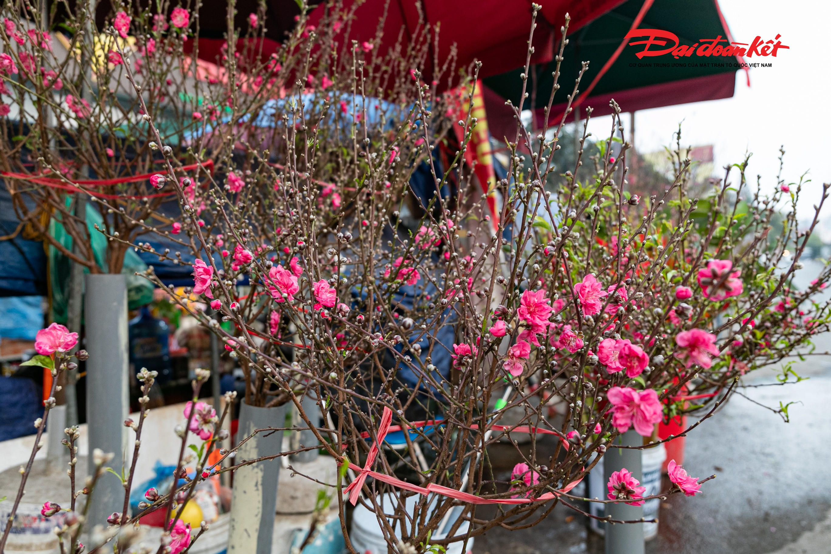 Hình ảnh những cành đào nở sớm đang được bày bán tại chợ hoa Quảng An.