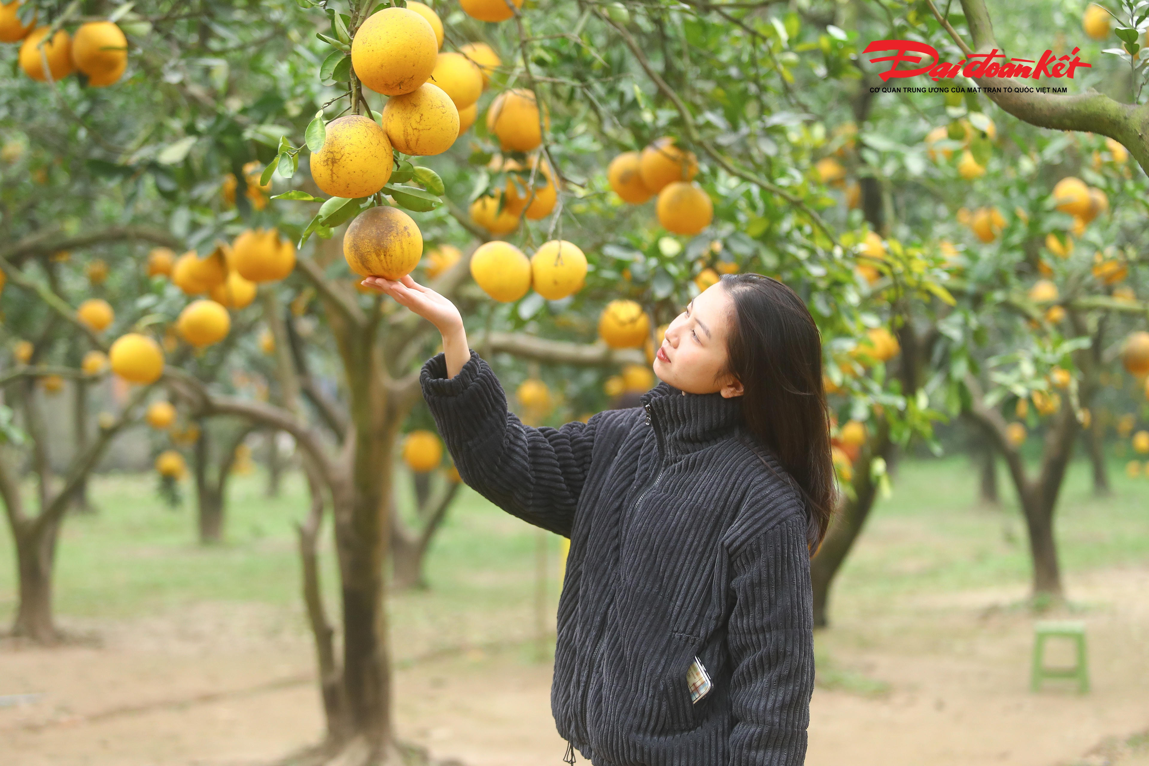 Bạn Ngô Phương Anh trú tại Bắc Ninh cho biết, cuối năm bọn mình muốn tìm một không gian gần gũi thiên nhiên để chụp ảnh kỷ niệm. Vườn bưởi Diễn có cảnh đẹp tự nhiên, không cần dàn dựng cầu kỳ mà ảnh vẫn rất ‘Tết’. Đây là trải nghiệm khá mới mẻ với tụi mình.