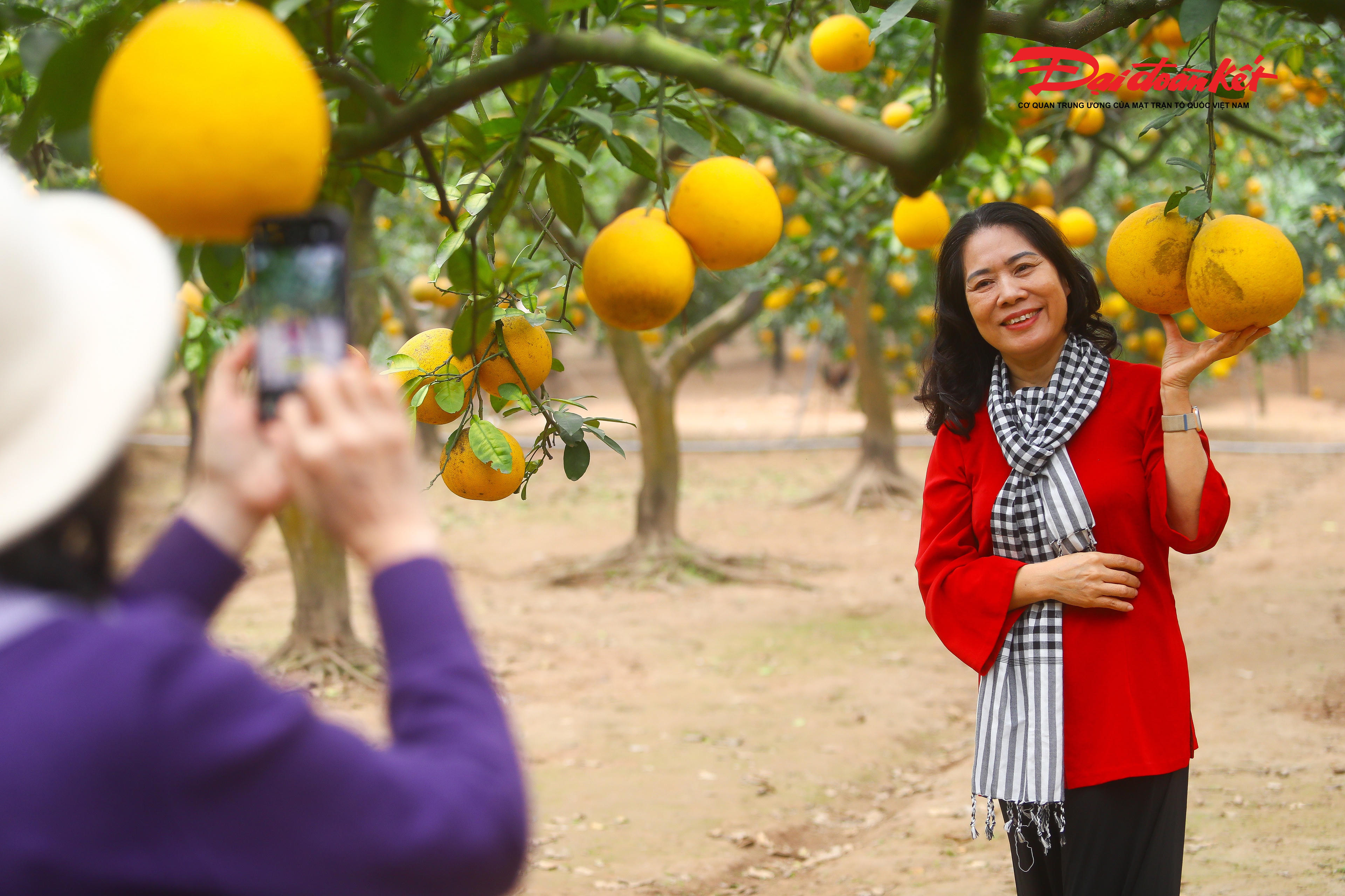 Chia sẻ với phóng viên, chị Hoàng Thị Thu – chủ vườn bưởi Diễn cho biết, năm nay là mùa thứ ba gia đình mở cửa vườn đón khách đến tham quan, chụp ảnh. So với những năm trước, lượng khách năm nay đông hơn, nhất là vào thời điểm cận Tết. Ngoài dịch vụ tham quan, vườn còn phục vụ cho thuê trang phục chụp hình nhằm đáp ứng nhu cầu của du khách. 