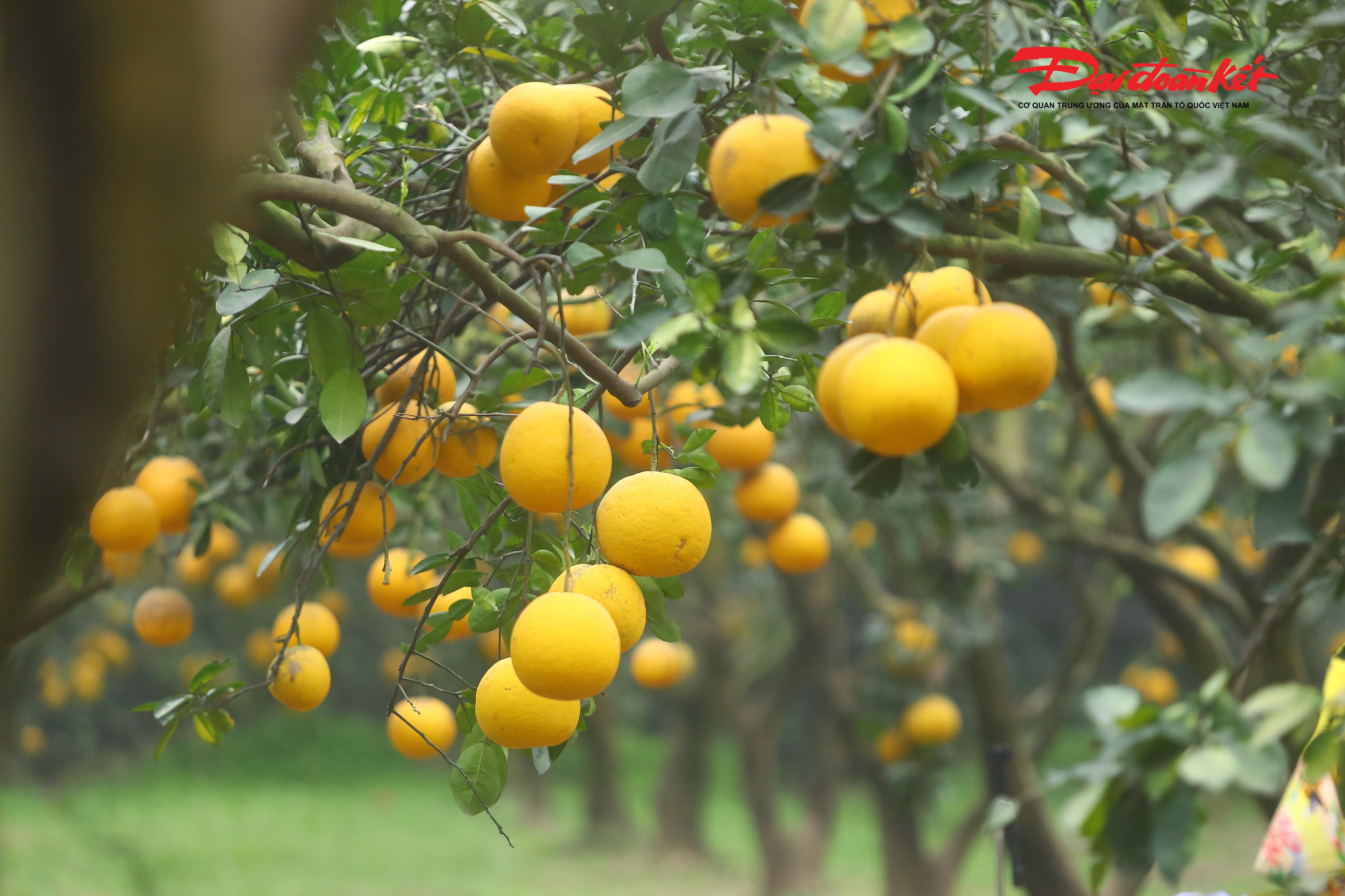 Theo các nhà vườn, mùa thu hoạch bưởi Diễn bắt đầu từ giữa tháng 12 và kéo dài đến gần Tết Nguyên đán. Đây là thời điểm đẹp nhất để du khách ghé thăm, khi vườn bưởi khoe sắc vàng rực rỡ, không gian dịu mát, yên bình, mang đến những trải nghiệm đáng nhớ trong những ngày cuối năm.