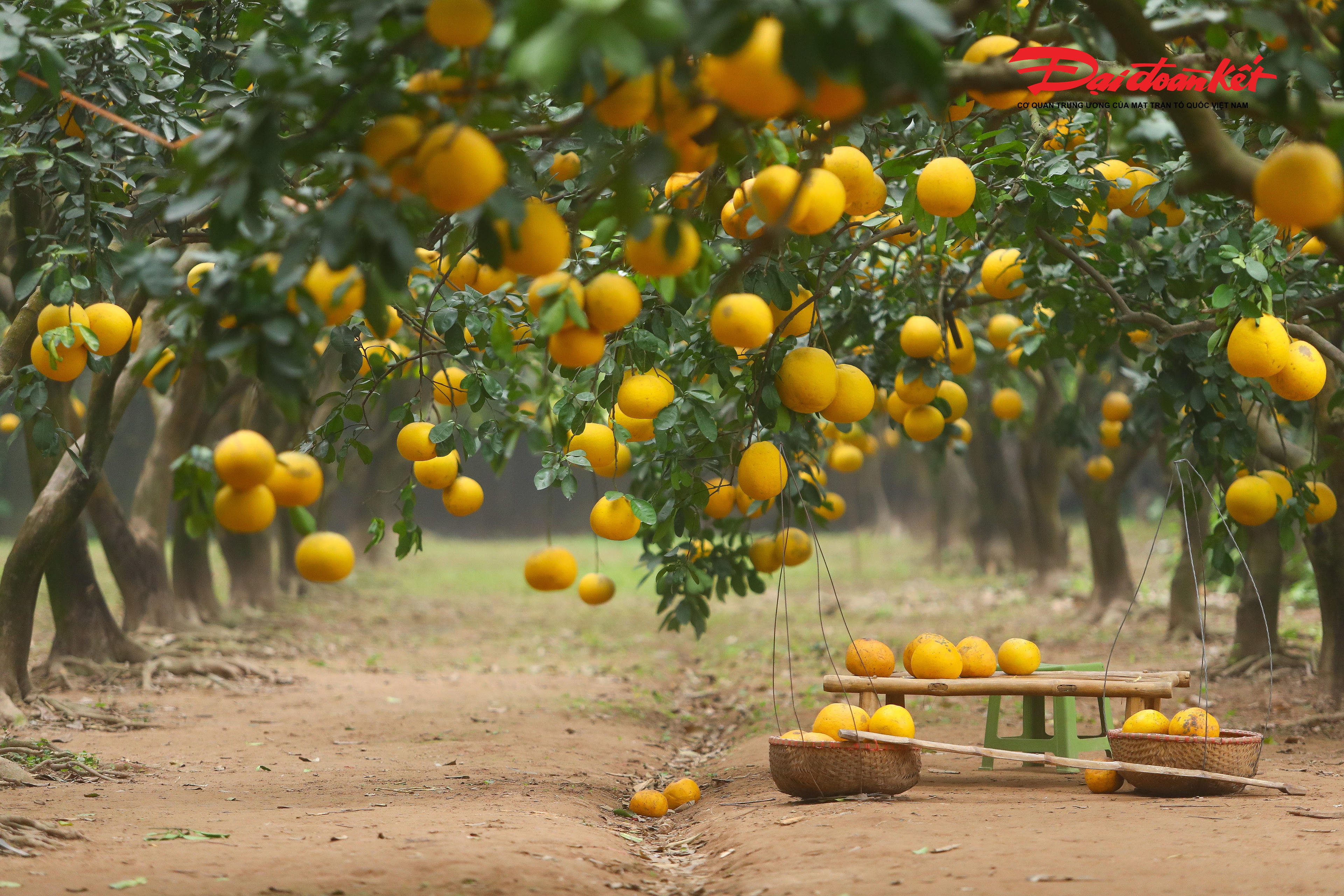 Theo ghi nhận của PV Báo Đại đoàn kết, thời điểm này, cả khu vườn bưởi Diễn như được khoác lên sắc vàng rực rỡ của những cây bưởi trĩu quả. Hương bưởi dịu nhẹ lan tỏa trong không gian làng quê yên bình, mang đến cảm giác thư thái, tách biệt khỏi sự ồn ào, hối hả của phố thị những ngày cuối năm. 