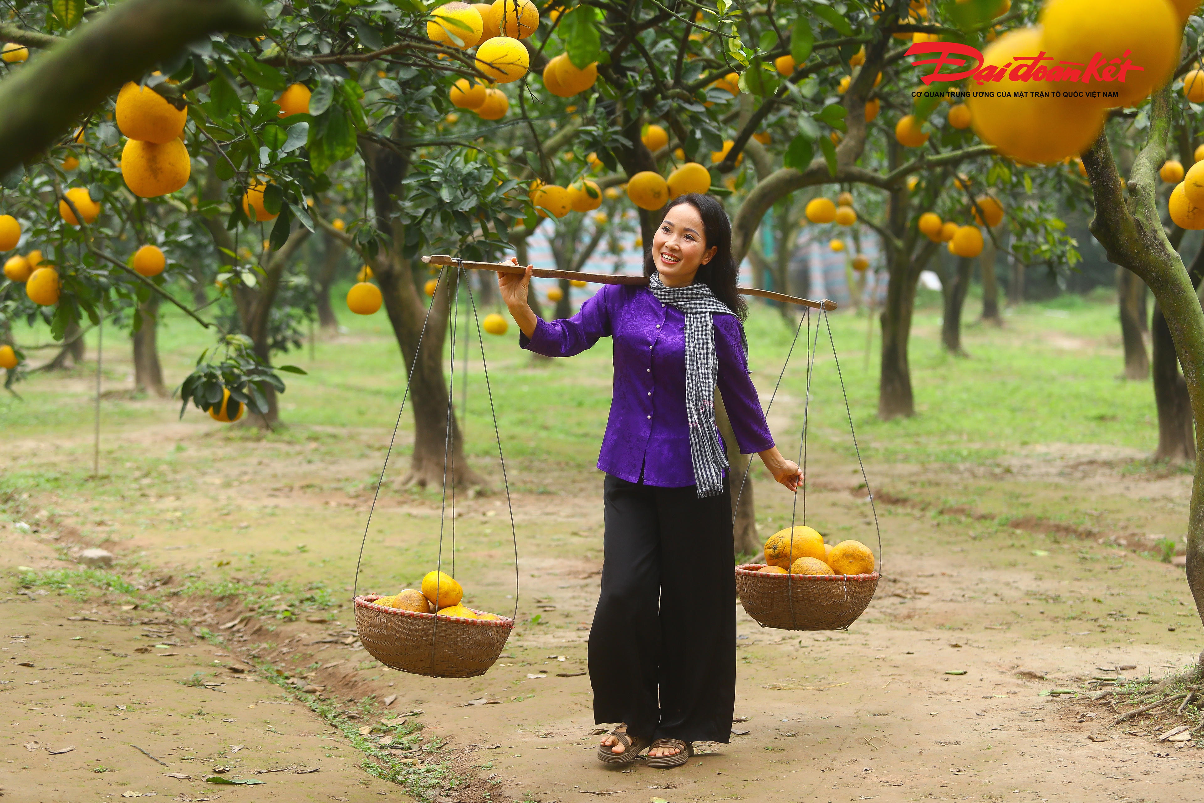 Những hàng bưởi sai quả, vàng óng trở thành phông nền lý tưởng cho các bộ ảnh xuân, thu hút nhiều bạn trẻ, gia đình và nhóm bạn bè tìm đến check-in.