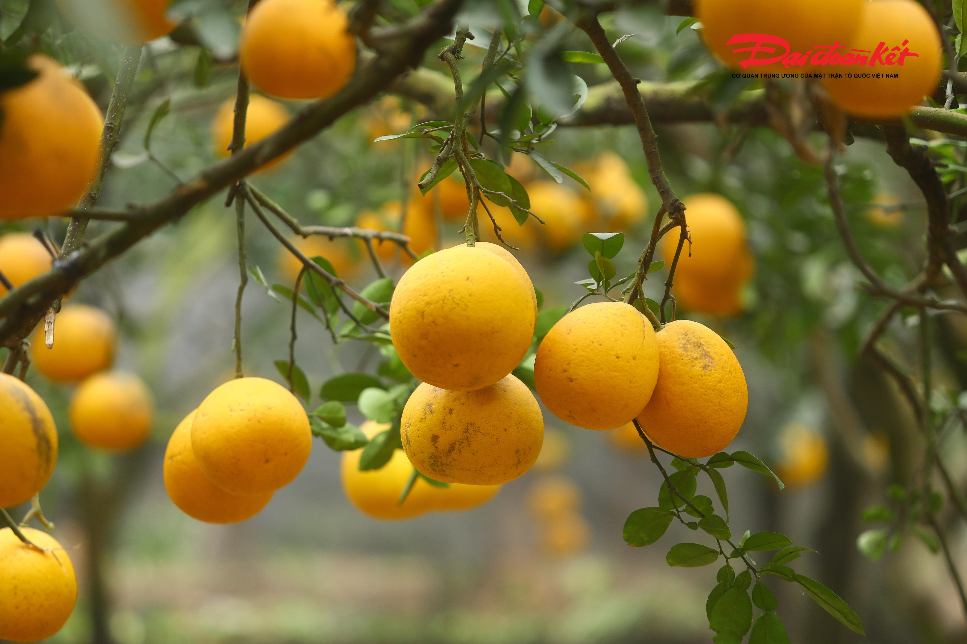 Theo Phương Anh, việc được tận tay chạm vào những quả bưởi chín, hít hà mùi hương đặc trưng giữa không gian làng quê khiến chuyến đi trở nên đáng nhớ.