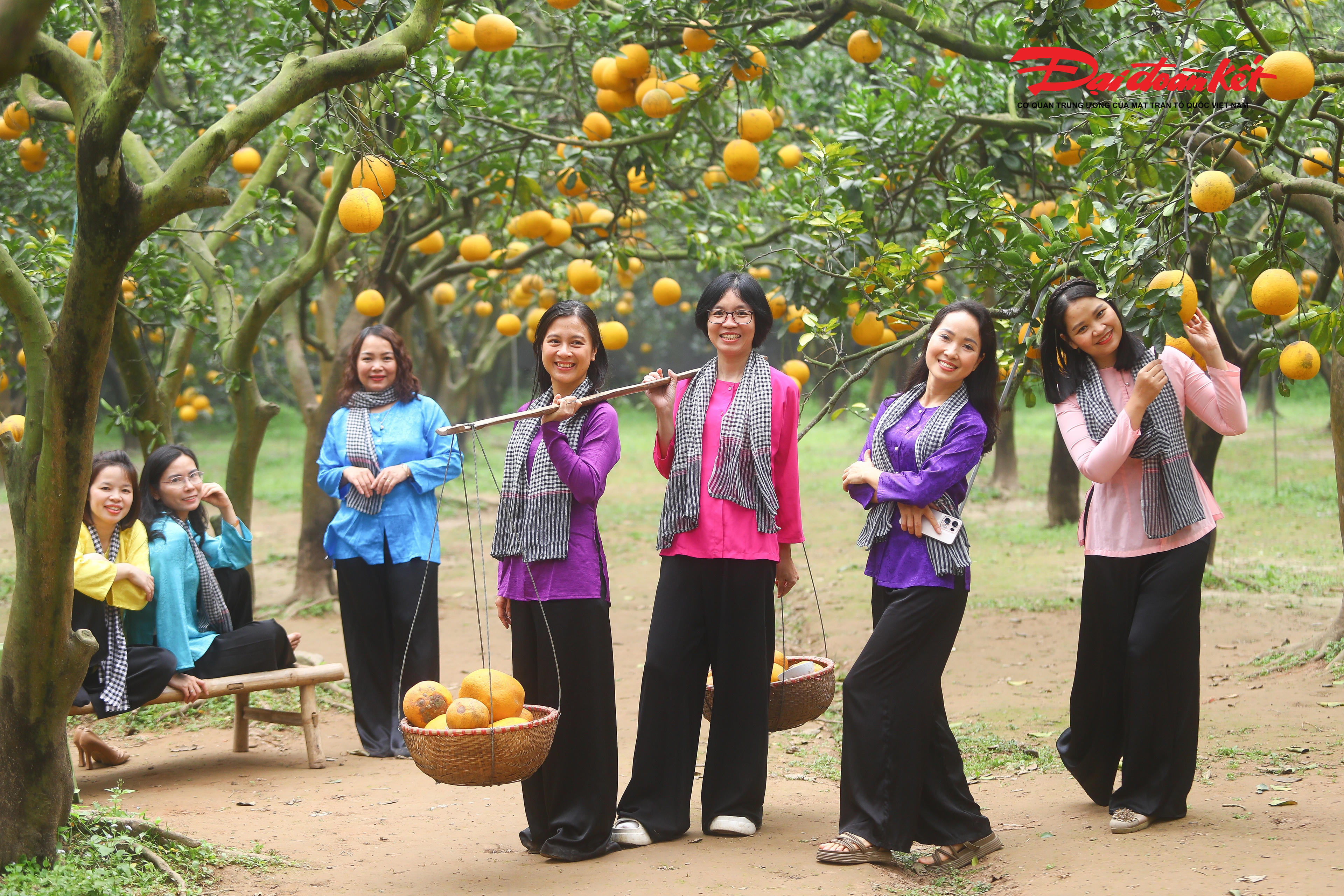 Gần Tết lượng khách đổ về vườn bưởi Diễn những ngày này tăng rõ rệt, đặc biệt vào dịp cuối tuần. 