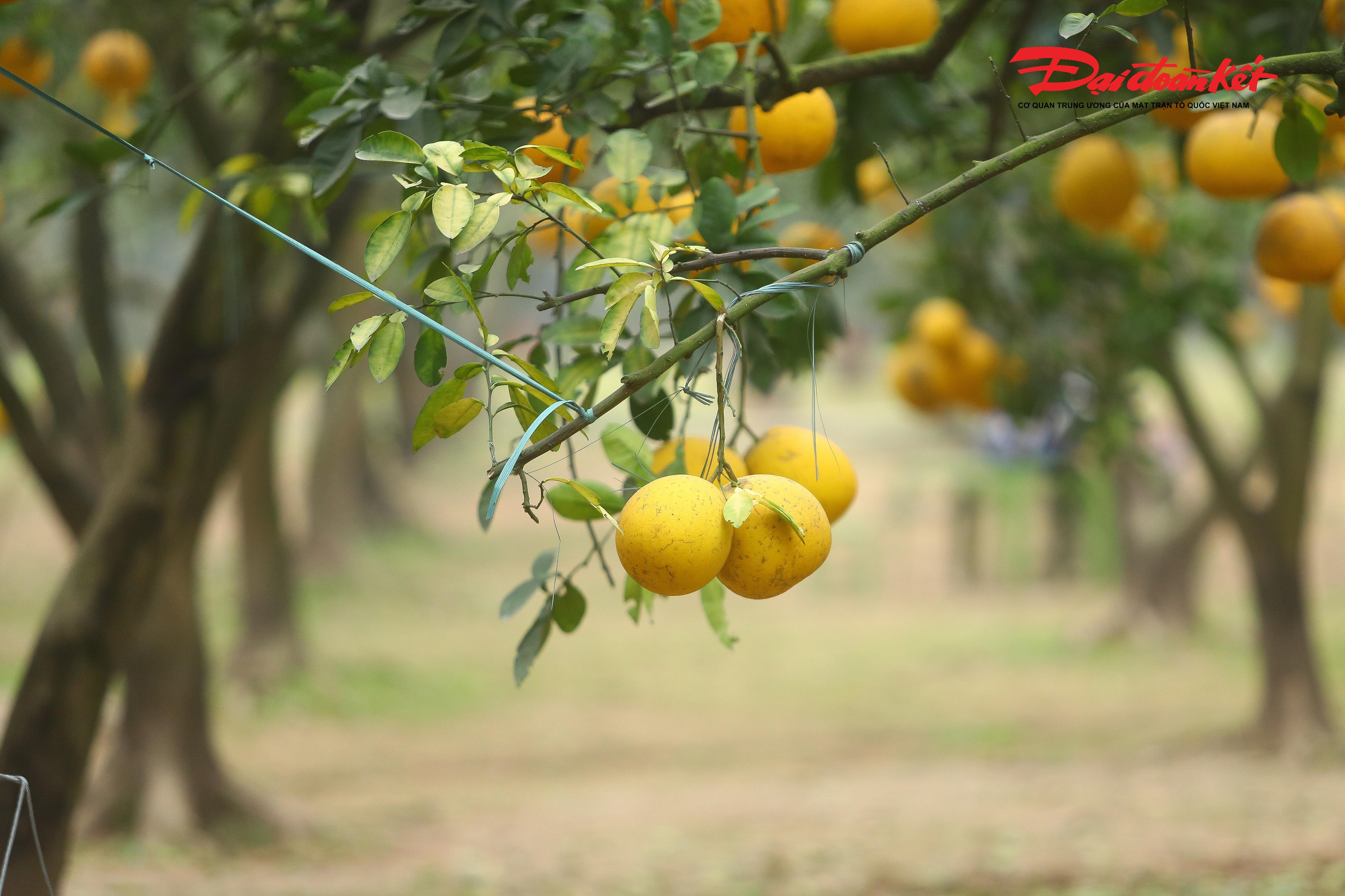 "Giá vé vào cổng hiện ở mức 100.000 đồng mỗi người, kèm theo hai quả bưởi làm quà mang về", chị Hoàng Thị Thu nói.