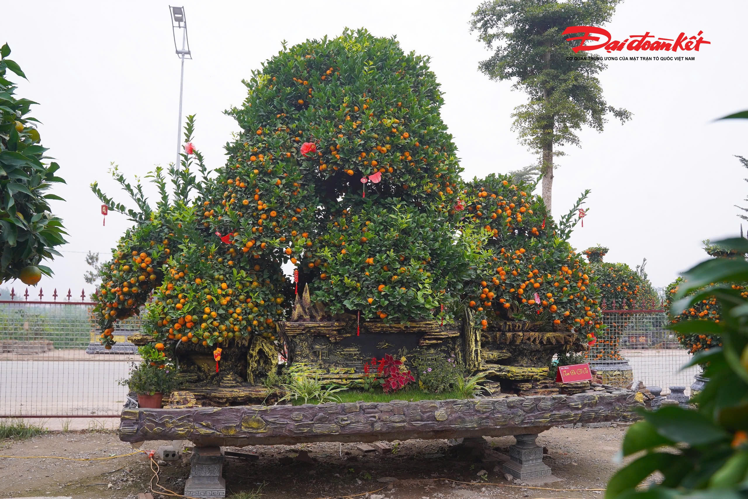 "Năm nay, các loại cây như quýt, quất, bưởi… đều được giá hơn mọi năm nên bà con rất phấn khởi”, anh Thủy chia sẻ.