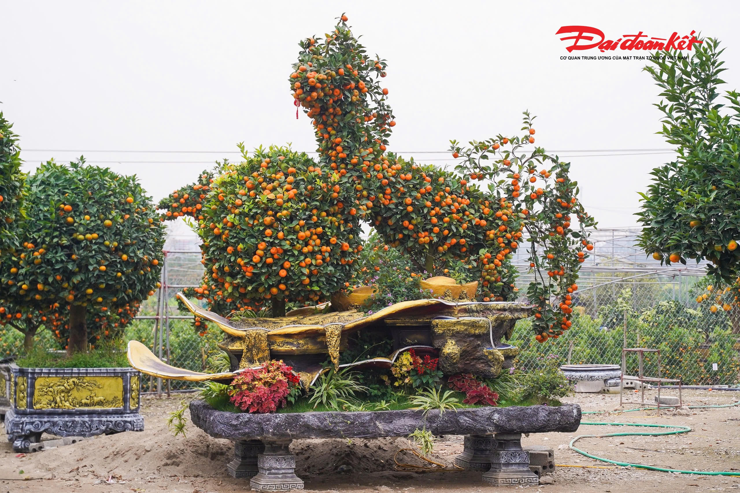 "Ngay từ khâu chọn cây phôi, nhà vườn đã phải lựa chọn kỹ lưỡng những cây quýt thuộc giống khỏe, nhiều tay tán, sai quả và có khả năng giữ quả lâu. Từng đường cong, độ vươn của cành đều được tính toán cẩn thận, uốn nắn tỉ mỉ nhằm tạo hình dáng con ngựa cân đối, đẹp mắt", chị Thùy nói.