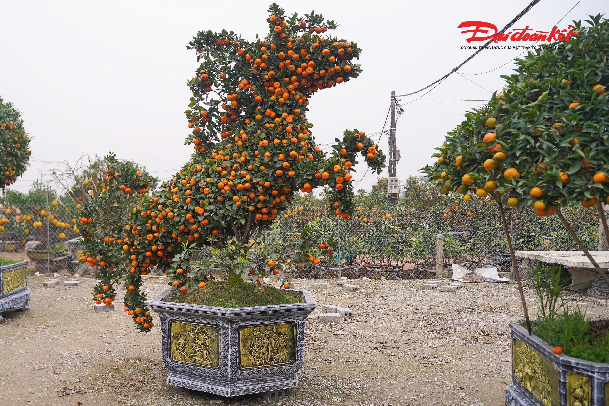 Những ngày này tại Văn Giang (Hưng Yên) - nơi được mệnh danh là “thủ phủ cây cảnh” bắt đầu xuất hiện những chậu quýt cảnh tạo hình con ngựa được trưng bày ở vị trí trung tâm, thu hút đông đảo khách đến đặt mua.&nbsp;