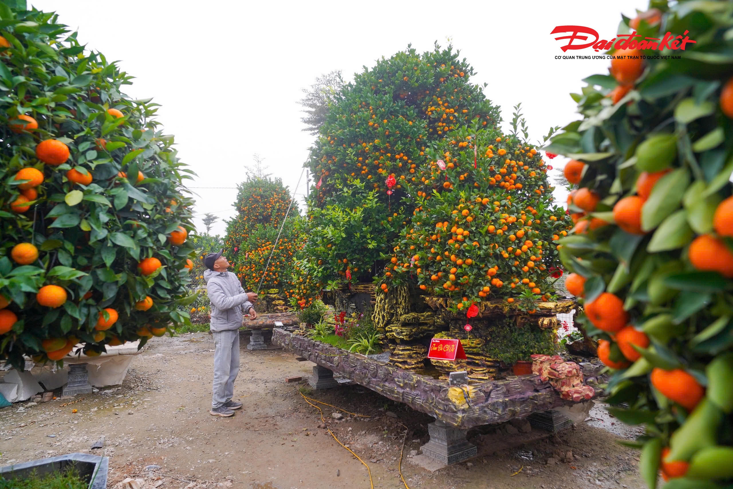 Việc liên tục sáng tạo ra các dòng cây cảnh độc đáo, có giá trị kinh tế cao không chỉ mang lại thu nhập cho người trồng mà còn góp phần khẳng định thương hiệu cây cảnh Hưng Yên trên thị trường cả nước. Những chậu quýt hình ngựa độc lạ, giá hàng chục triệu đồng đang trở thành điểm nhấn, thu hút du khách và người chơi cây cảnh mỗi dịp Tết đến, Xuân về.