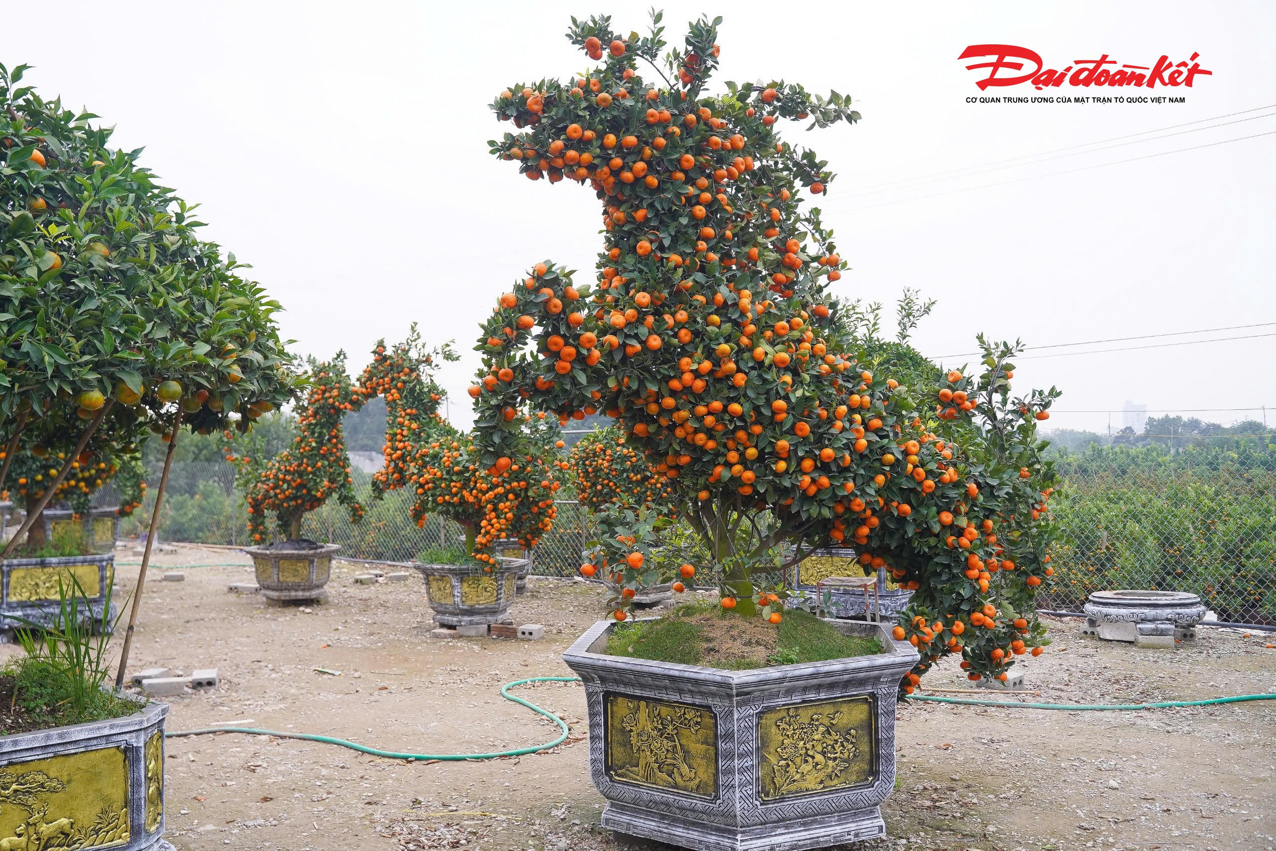Theo chị Thùy (chủ vườn tại Văn Giang, Hưng Yên), chậu quýt tạo hình linh vật ngựa, cao từ 2,5–3 m, sử dụng giống quýt cảnh khỏe, sai quả với giá bán ra khoảng 30 triệu đồng/cặp.