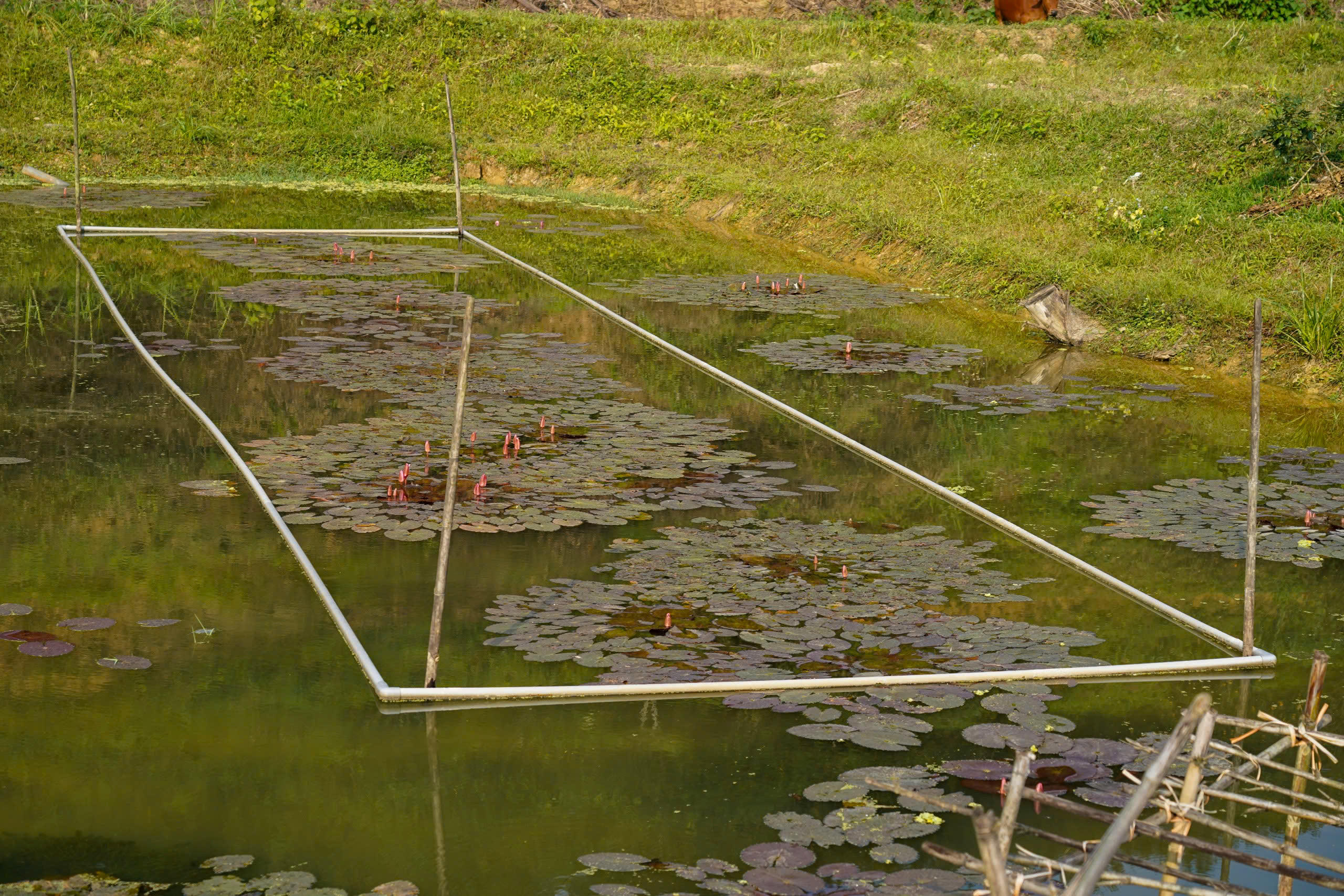 Từ lợi thế ao hồ, khe trũng xen kẽ vườn đồi, người dân xã Kim Hoa đang từng bước hình thành mô hình nuôi ốc bươu đen thương phẩm. Ảnh: Cẩm Kỳ 