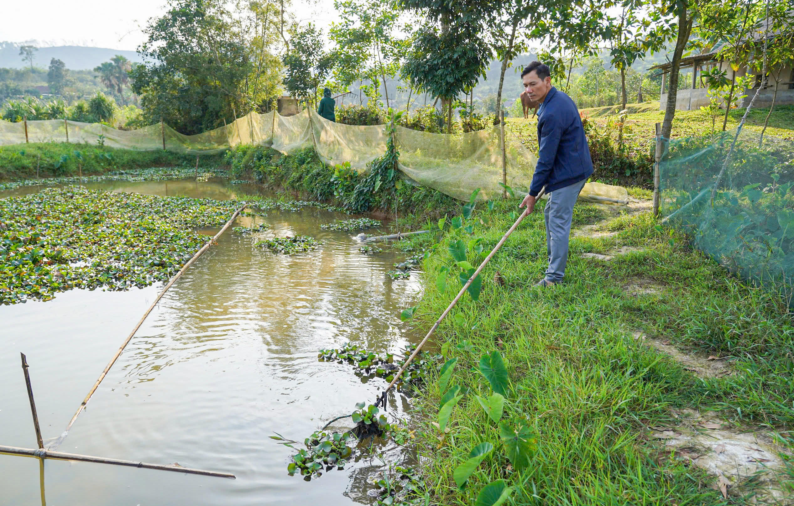 Mô hình nuôi ốc bươu đen đang được nhân rộng ra các thôn khác của xã Kim Hoa. Ảnh: Cẩm Kỳ 