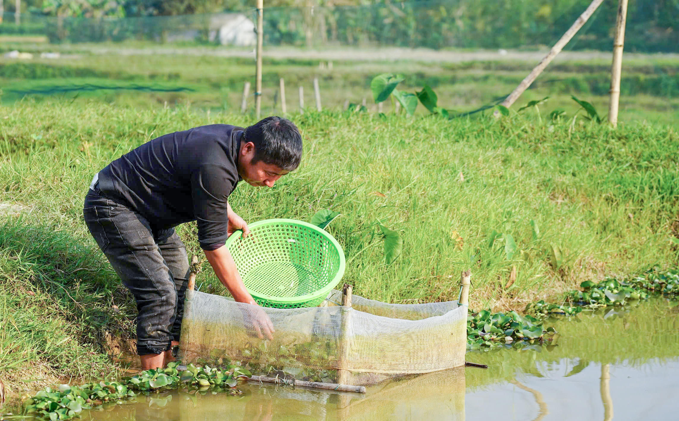Anh Lê Văn Lộc hiện có 3 hồ nuôi với diện tích hơn 3 sào. Ảnh: Cẩm Kỳ 