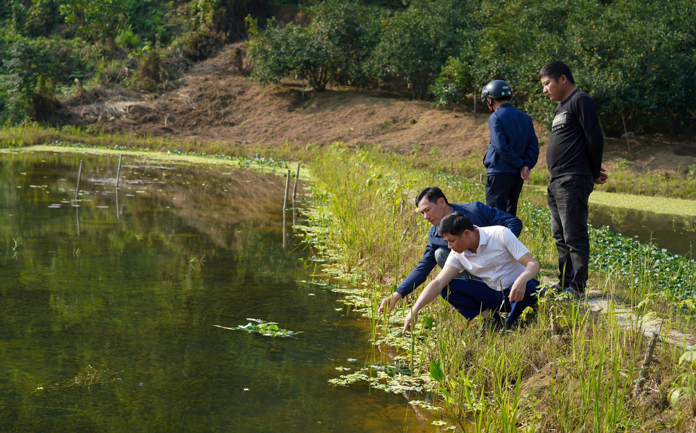 Những hồ nuôi ốc đầu tiên được tận dụng ao hồ, khe trũng trong vườn đồi trước đây hiệu quả thấp hoặc bỏ hoang. Ảnh: Cẩm Kỳ 