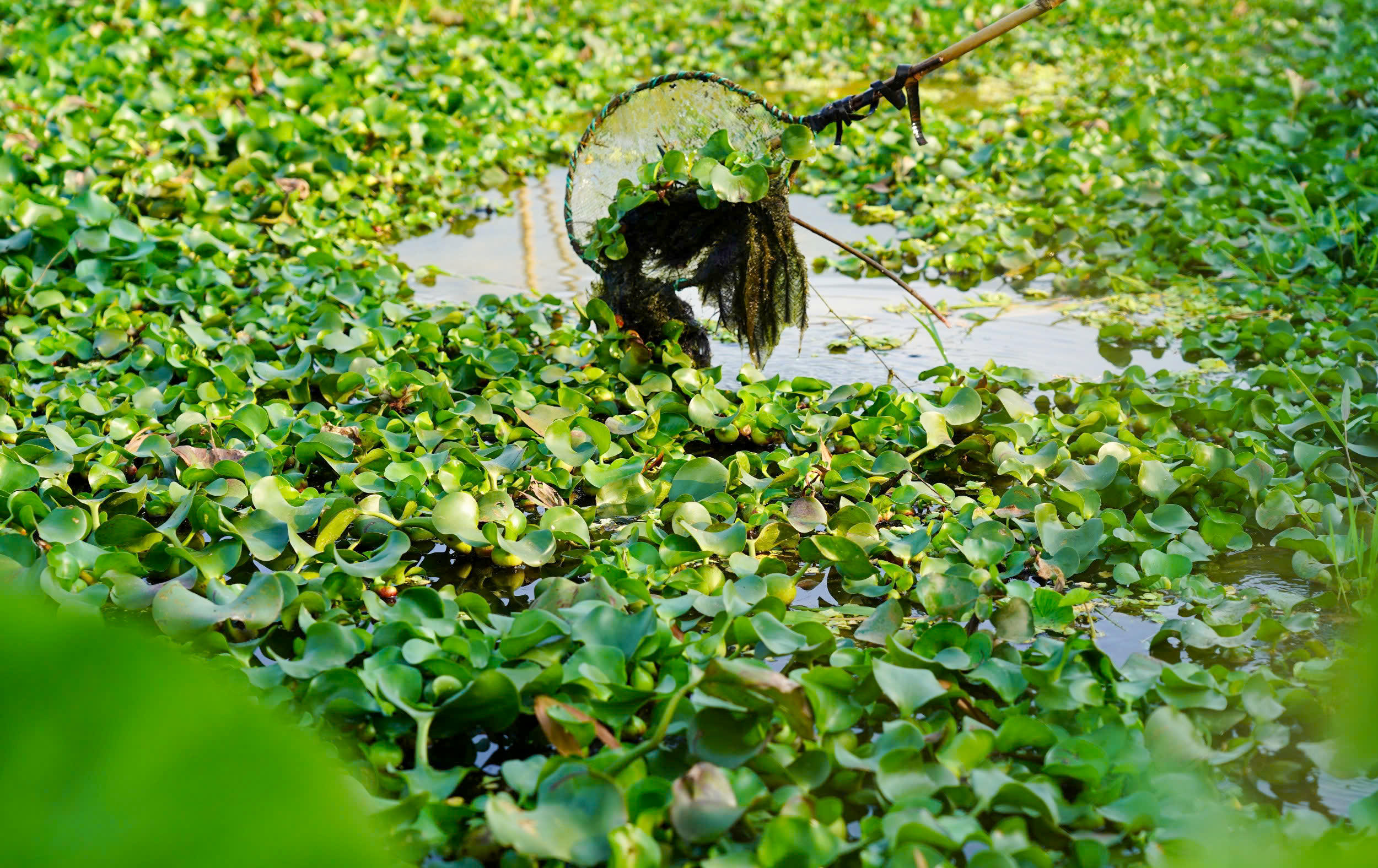 Nếu làm đúng quy trình, ốc lớn đều, ít hao hụt. Ảnh: Cẩm Kỳ 