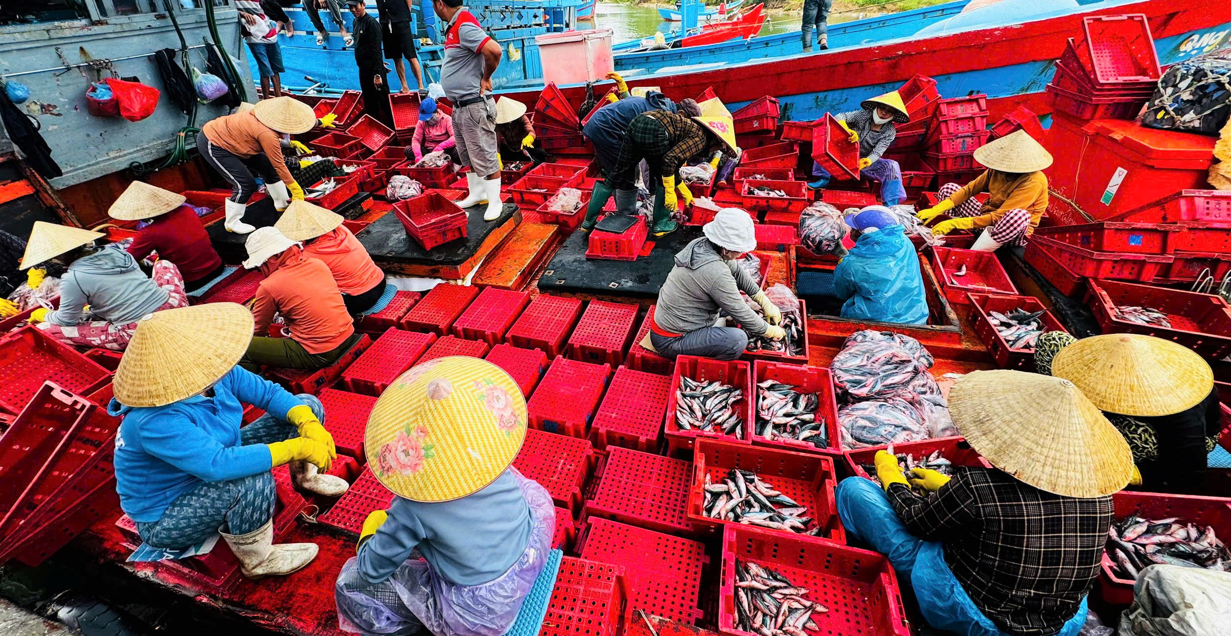 Nhân công đang phân loại cá tại cảng Tịnh Hòa. Ảnh: CV.