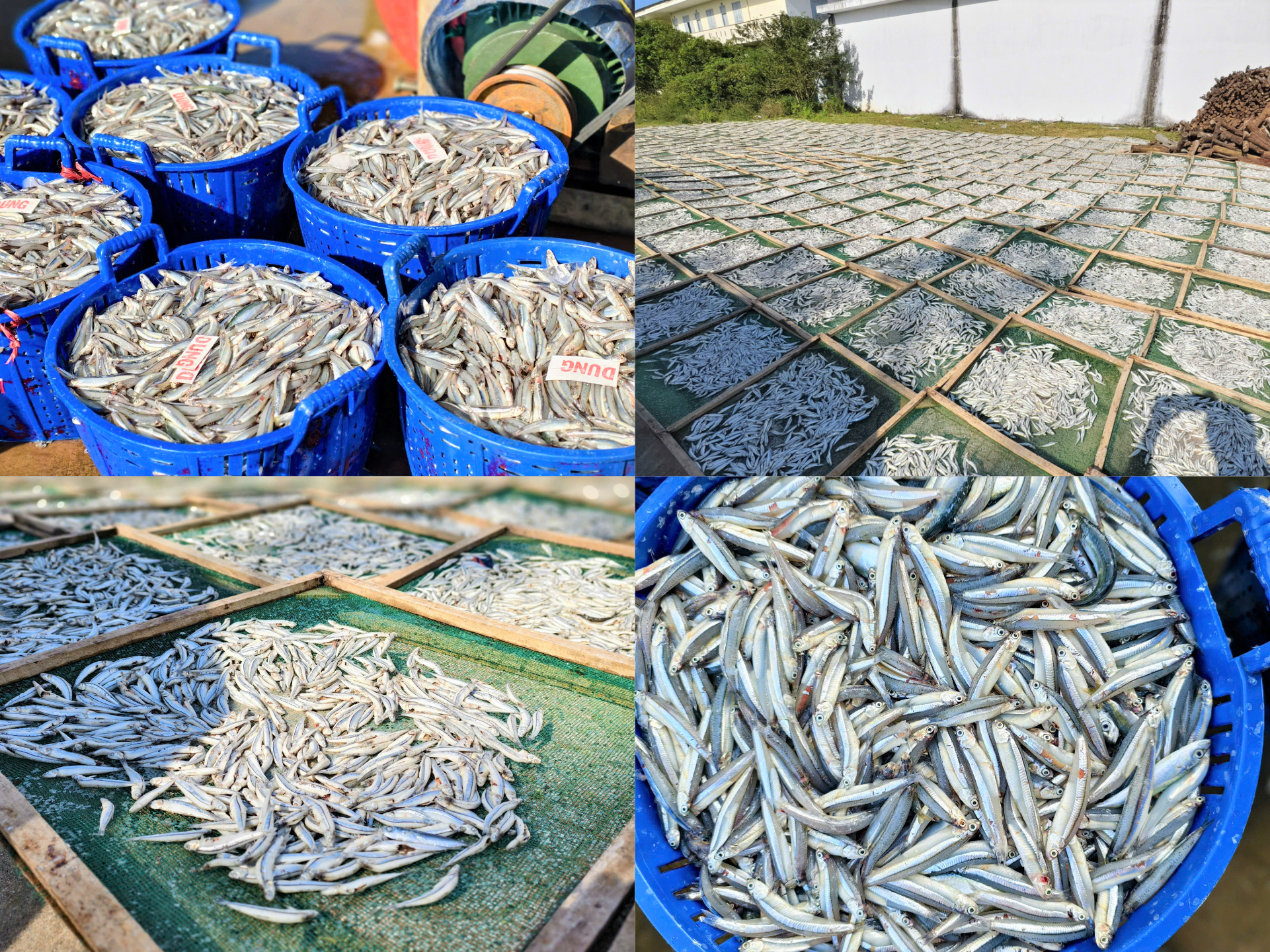 Những mẻ cá cơm được thu mua phơi khô. Ảnh: CV.