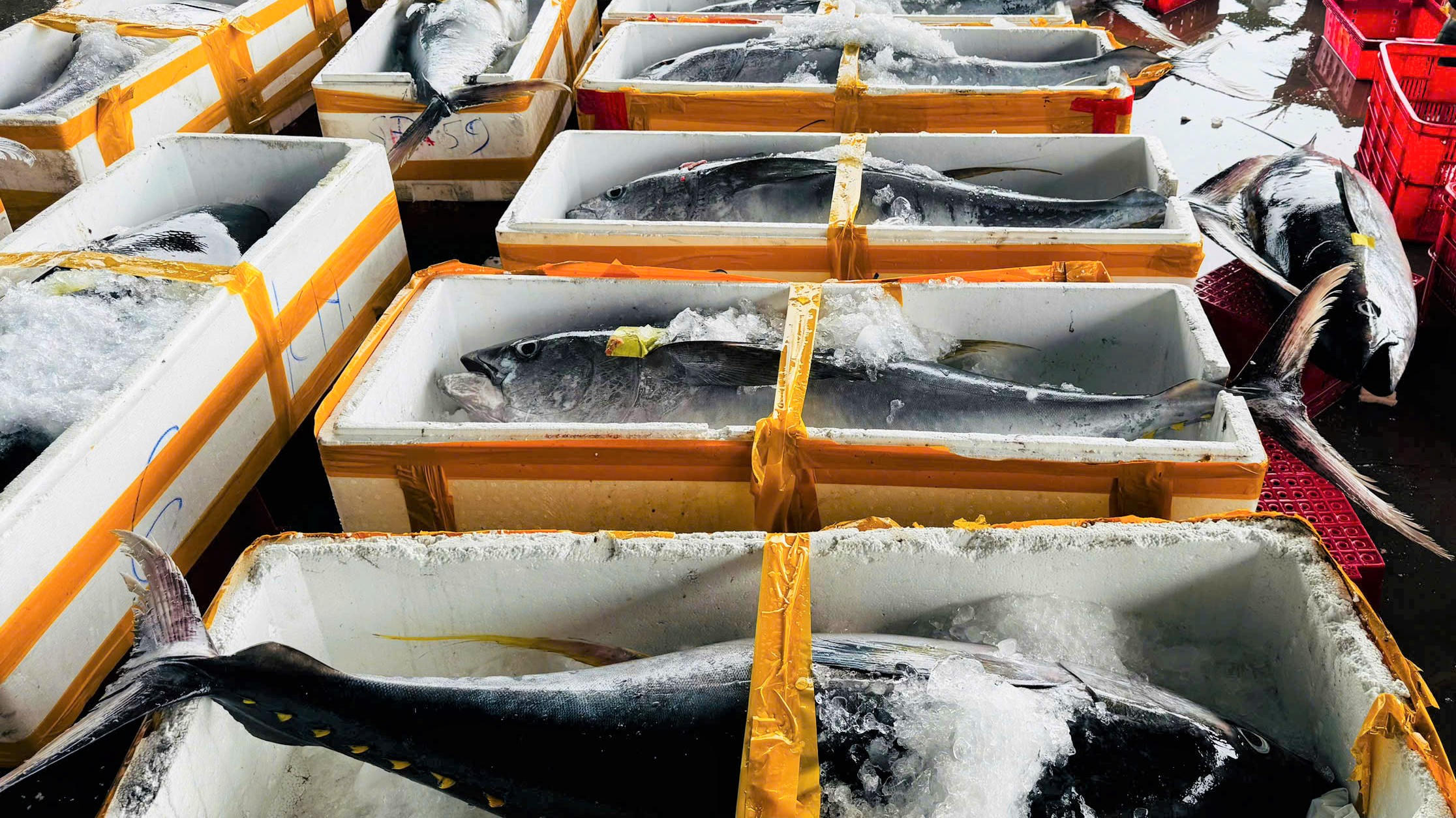 Những con cá ngừ đại dương được ướp đá lạnh. Ảnh: CV.