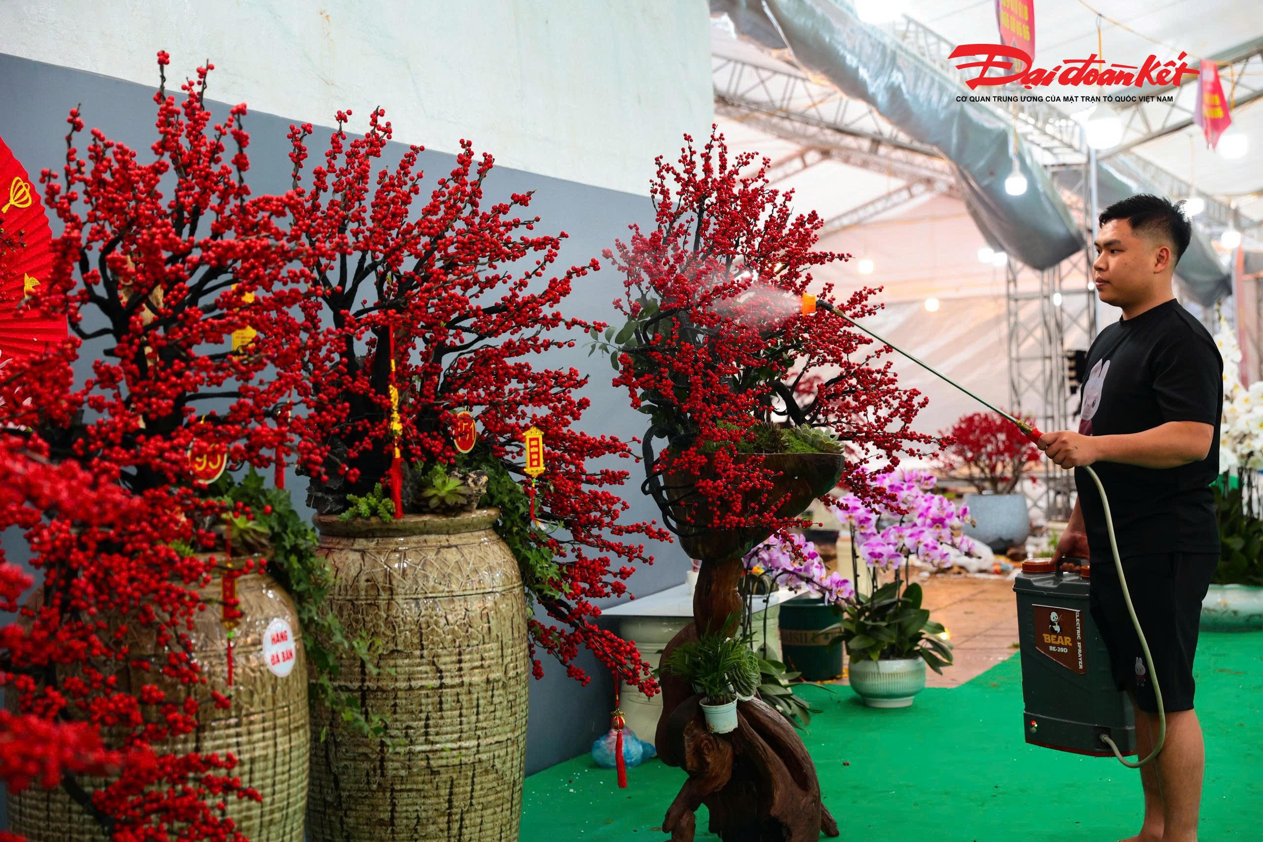 “Loại hoa này có thể chơi được từ 1,5 đến 2 tháng nếu được chăm sóc đúng cách. Khách mua chủ yếu là doanh nghiệp, khách sạn hoặc gia đình có không gian rộng, muốn tìm một loại hoa độc, lạ để tạo điểm nhấn ngày Tết”, người bán chia sẻ.