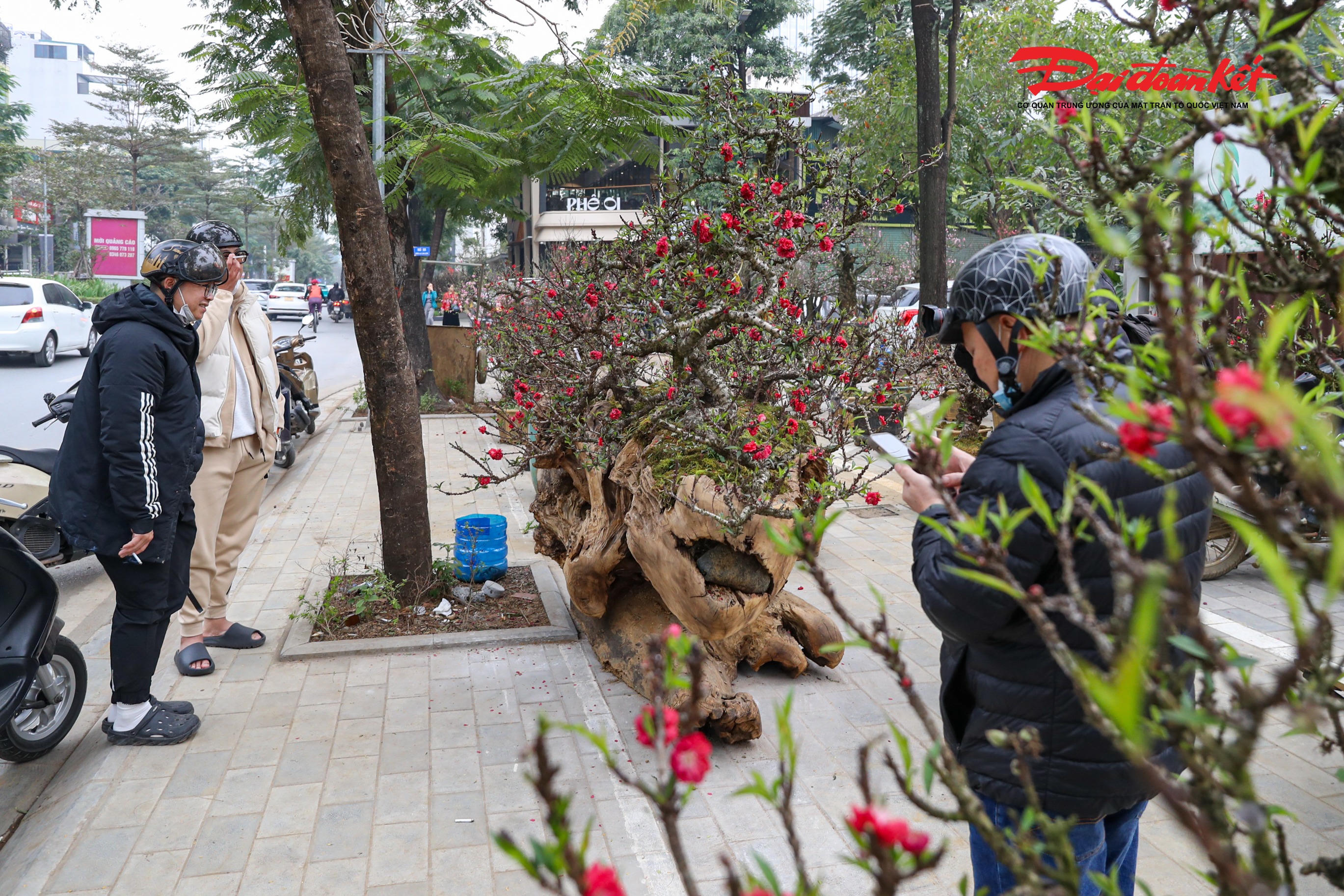 Trên mỗi thân gỗ hoàng đàn, chủ nhân khéo léo ghép từ 3–4 gốc đào Thất Thốn với nhiều dáng thế khác nhau, đan xen hài hòa, tạo nên một tổng thể vừa độc đáo, lạ mắt, vừa mang giá trị thẩm mỹ cao, khiến người xem khó rời mắt.