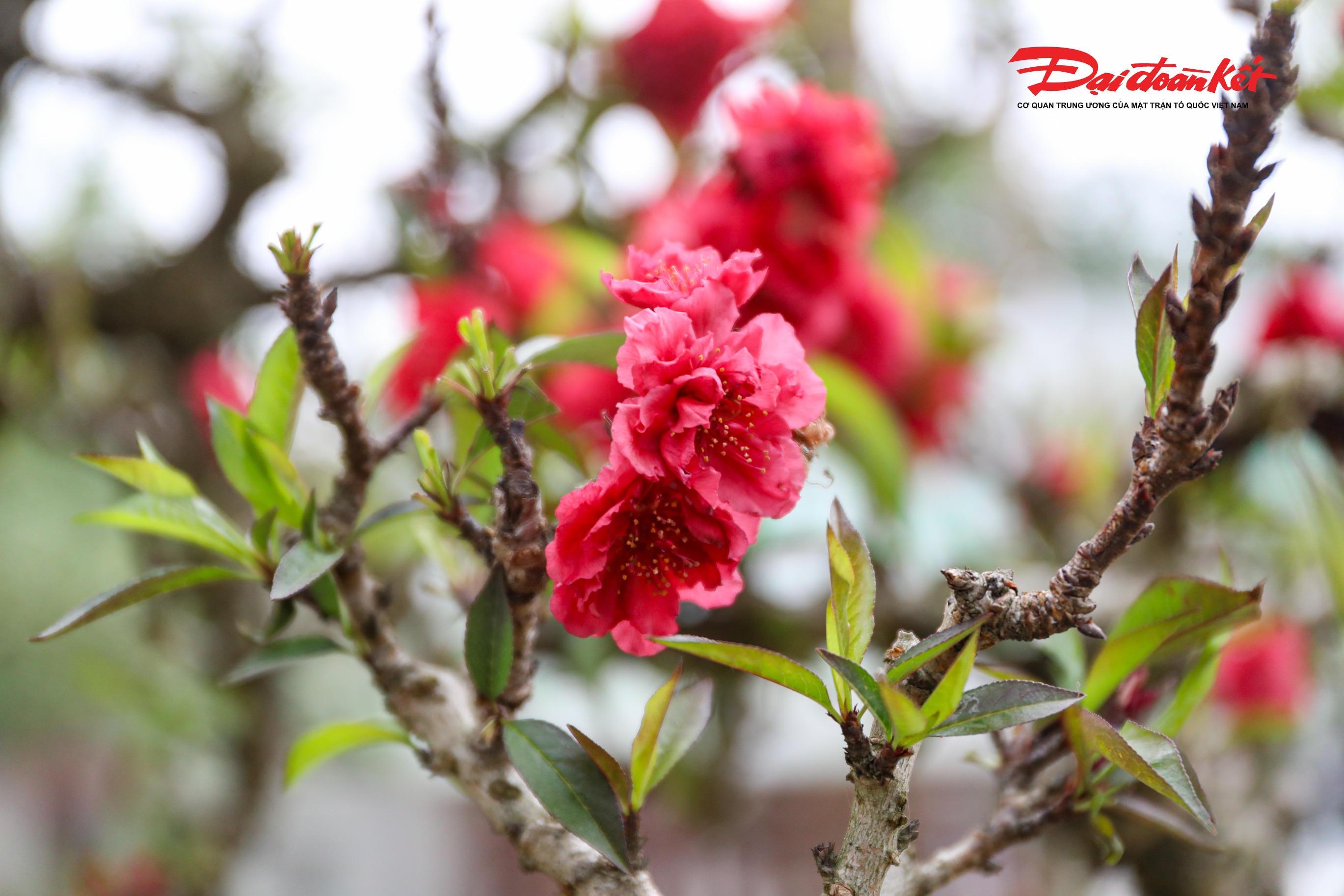 Đào Thất Thốn, còn được gọi là đào “tiến vua”, là giống đào quý hiếm, có giá trị cao và kén người chơi bởi đặc tính sinh trưởng khó, đòi hỏi nhiều công chăm sóc. 