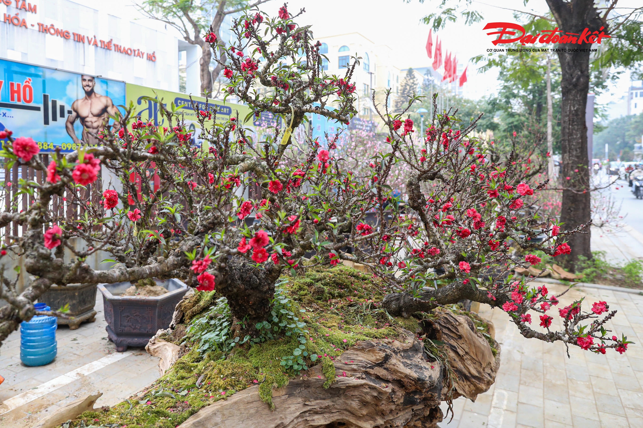 Theo ghi nhận, tại thị trường hoa Tết Hà Nội năm nay, một gian hàng trên đường Lạc Long Quân đang trưng bày cặp đào Thất Thốn leo trên khối gỗ hoàng đàn quý hiếm, được chào bán với mức giá hàng trăm triệu đồng, thu hút sự quan tâm và tò mò của đông đảo người dân, giới chơi cây cảnh và du khách đến tham quan.