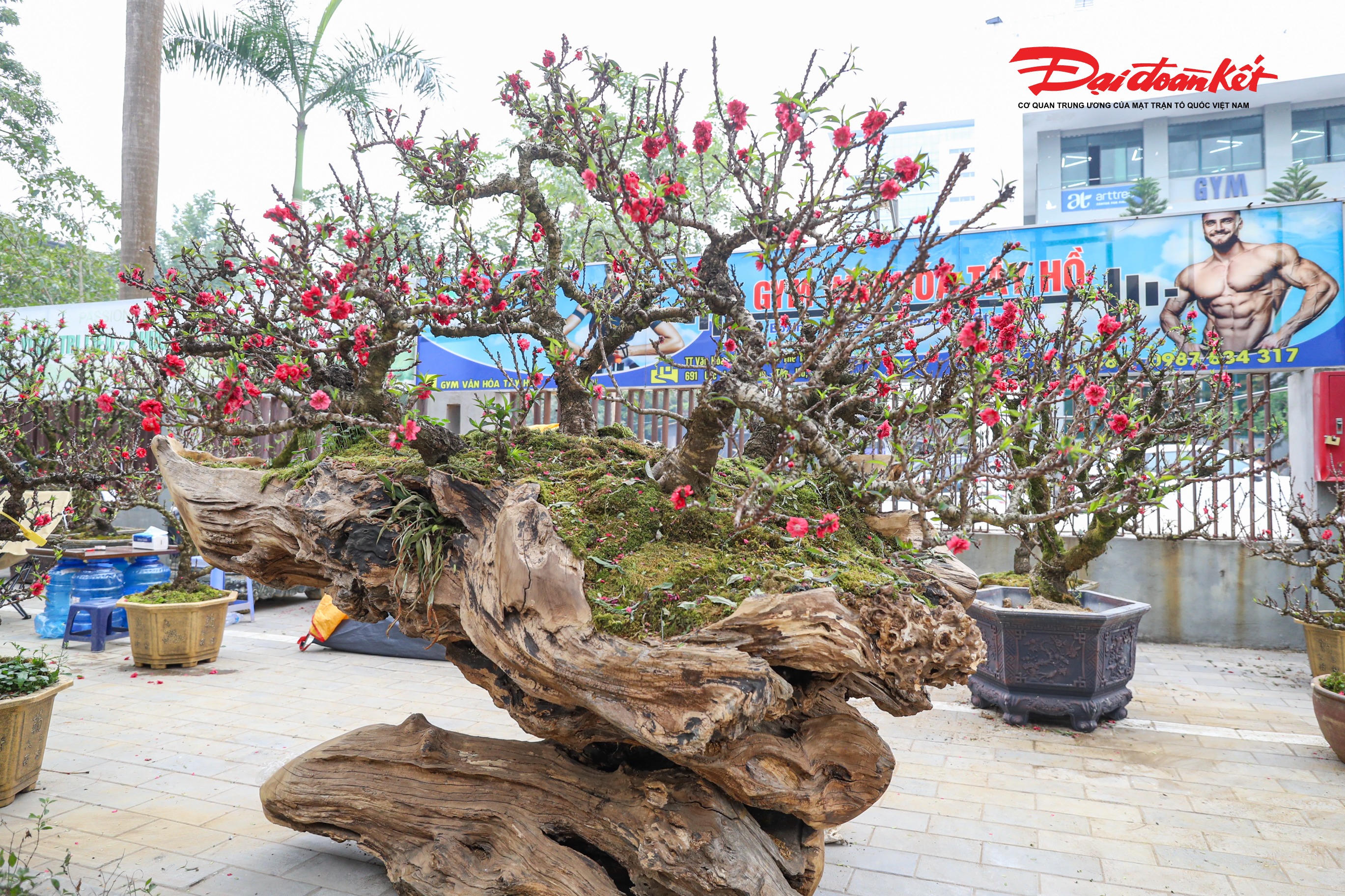 Tiết lộ về mức giá, anh Khàn cho biết hiện mỗi cây được cho thuê với giá khoảng 200 triệu đồng trong dịp Tết, còn nếu bán trọn gói thì mức giá lên tới khoảng 400 triệu đồng/cây.