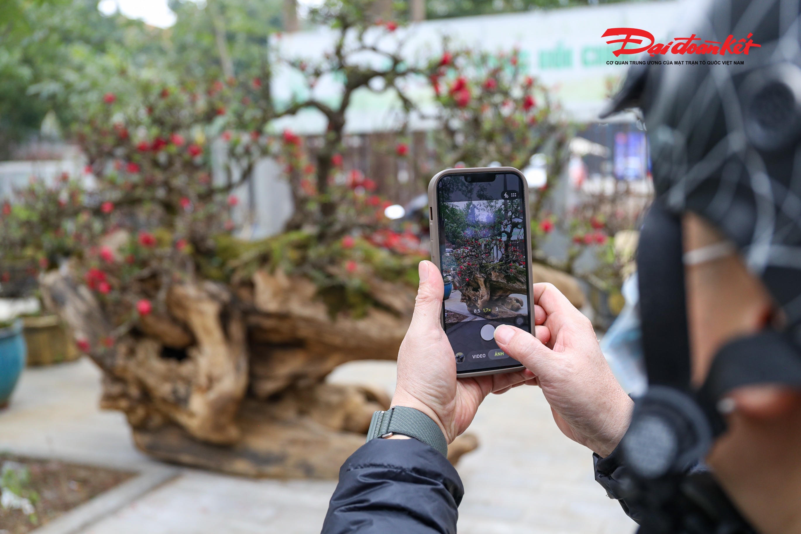 Chia sẻ thêm, anh Khàn cho biết nhiều người tỏ ra thích thú trước độ “khủng” của cặp đào này. Thậm chí, đã có khách trả tới 180 triệu đồng để thuê một cây trong dịp Tết, song anh vẫn chưa đồng ý.