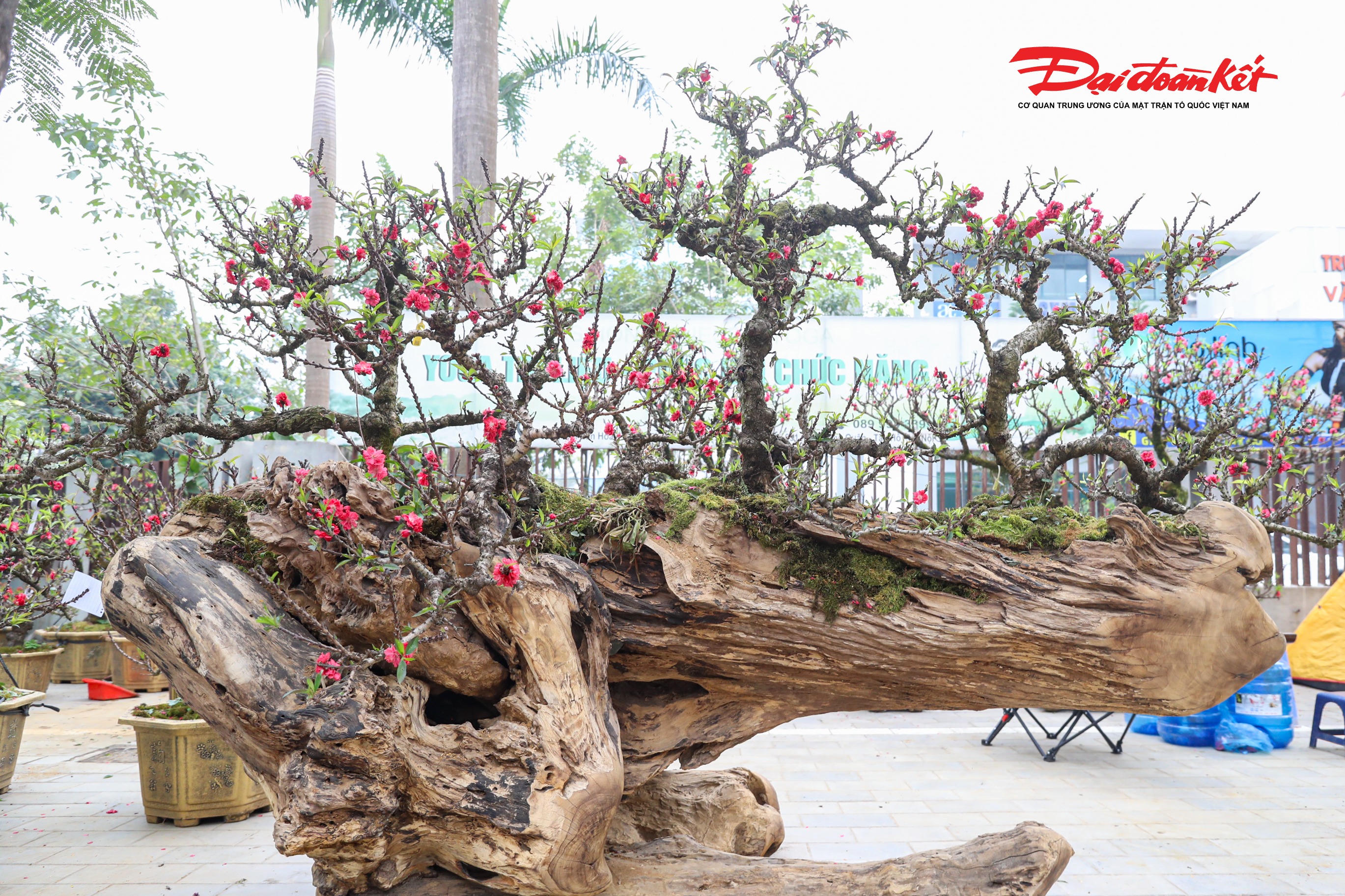 Điểm đặc biệt của cặp đào này không chỉ nằm ở giống đào Thất Thốn quý hiếm, mà còn ở hai khối gỗ hoàng đàn có nguồn gốc từ Lạng Sơn, được tuyển chọn kỹ lưỡng với tạo hình tự nhiên đẹp mắt và tỏa mùi hương thơm nhẹ đặc trưng.